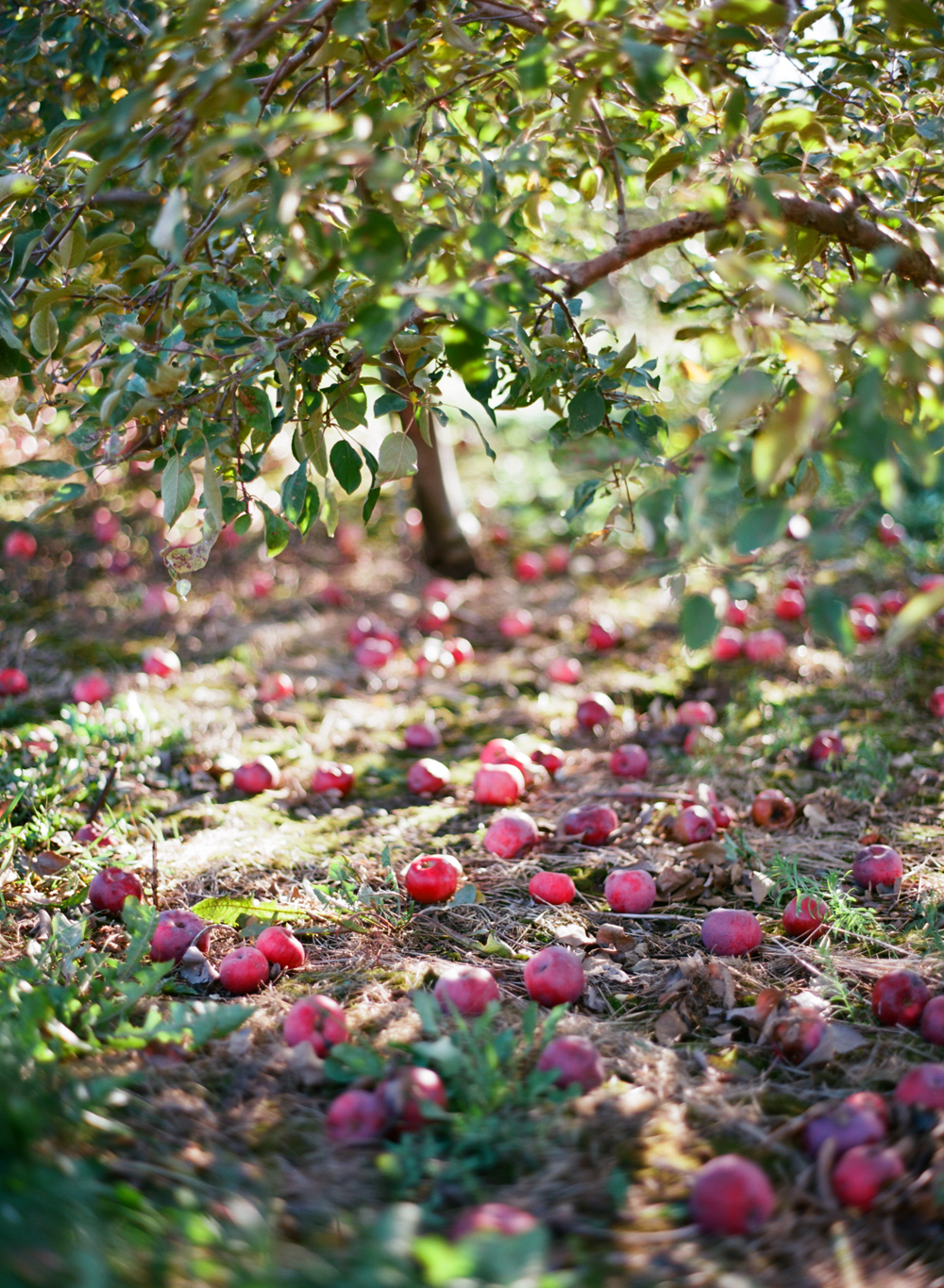 Wausau_WI_Pumpkin_Apple_Orchard_002.jpg