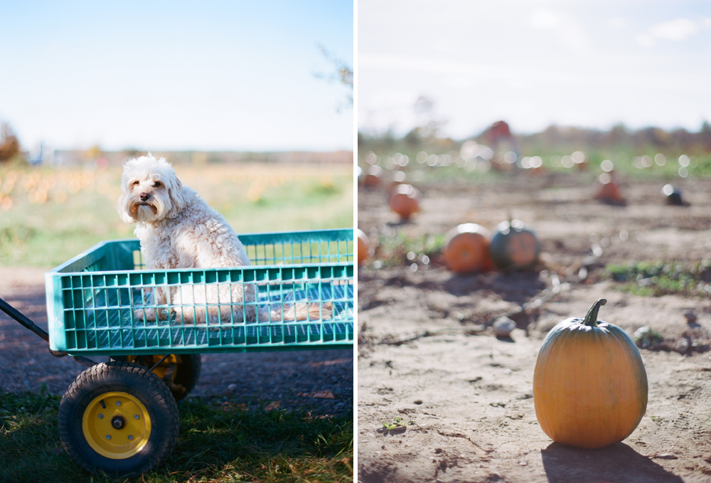 Wausau_WI_Pumpkin_Apple_Orchard_007.jpg