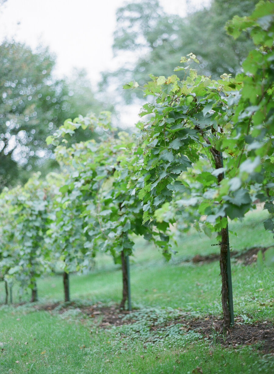 Winery-Engagement-Portraits-Madison-008.JPG