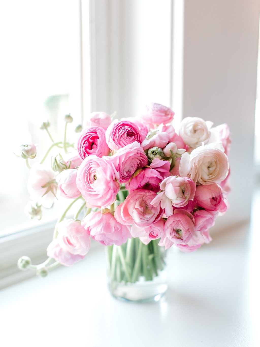 pink ranunculus