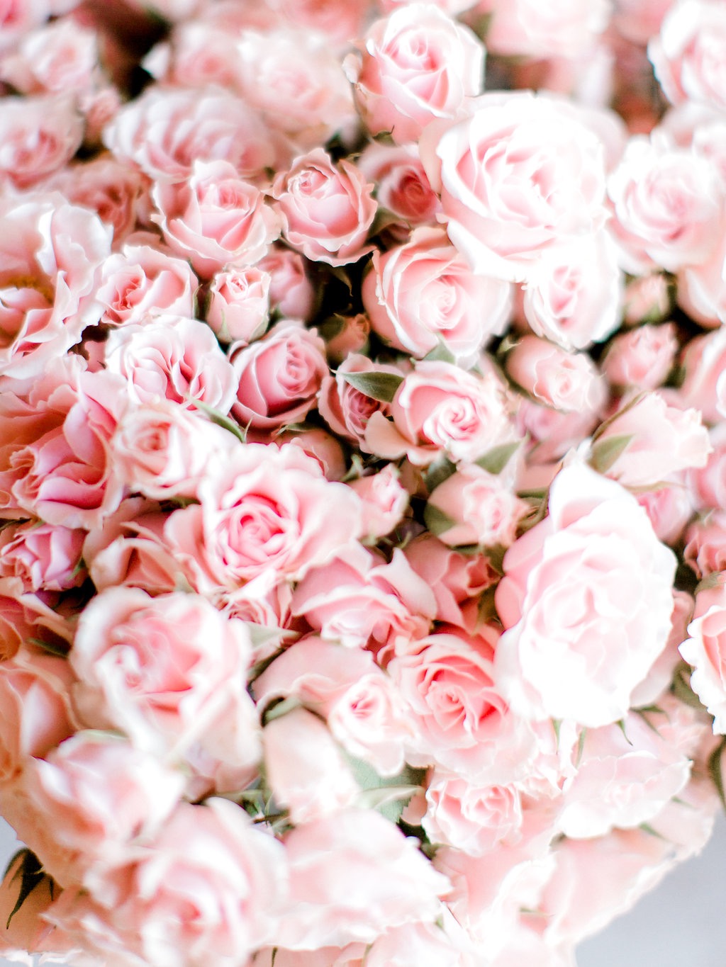 pink spray roses