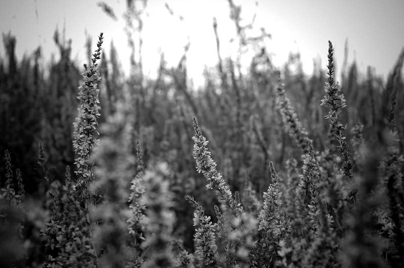 grasses_BW.jpg