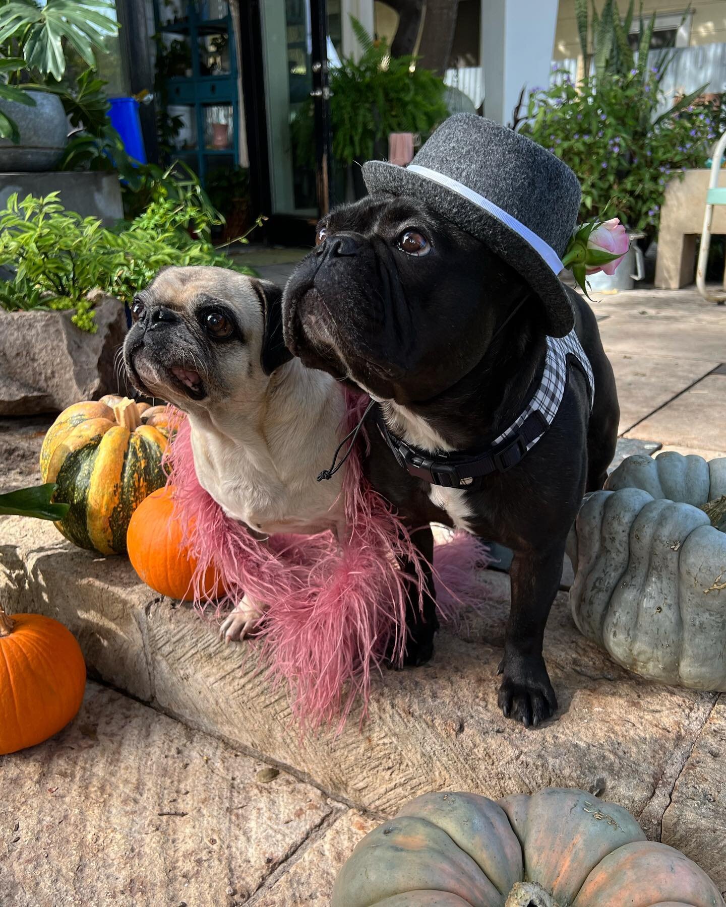 Louis and Apple are dressed in their finest garments to wish y&rsquo;all a very happy Halloween from @1102east 🎃🌷🐶🎩🐾🍁🍂 

#dirtygardner #louisinaustin #1102east #bigredsun #centerpeace #austineventspace #halloween #dressedtoimpress #frenchielov