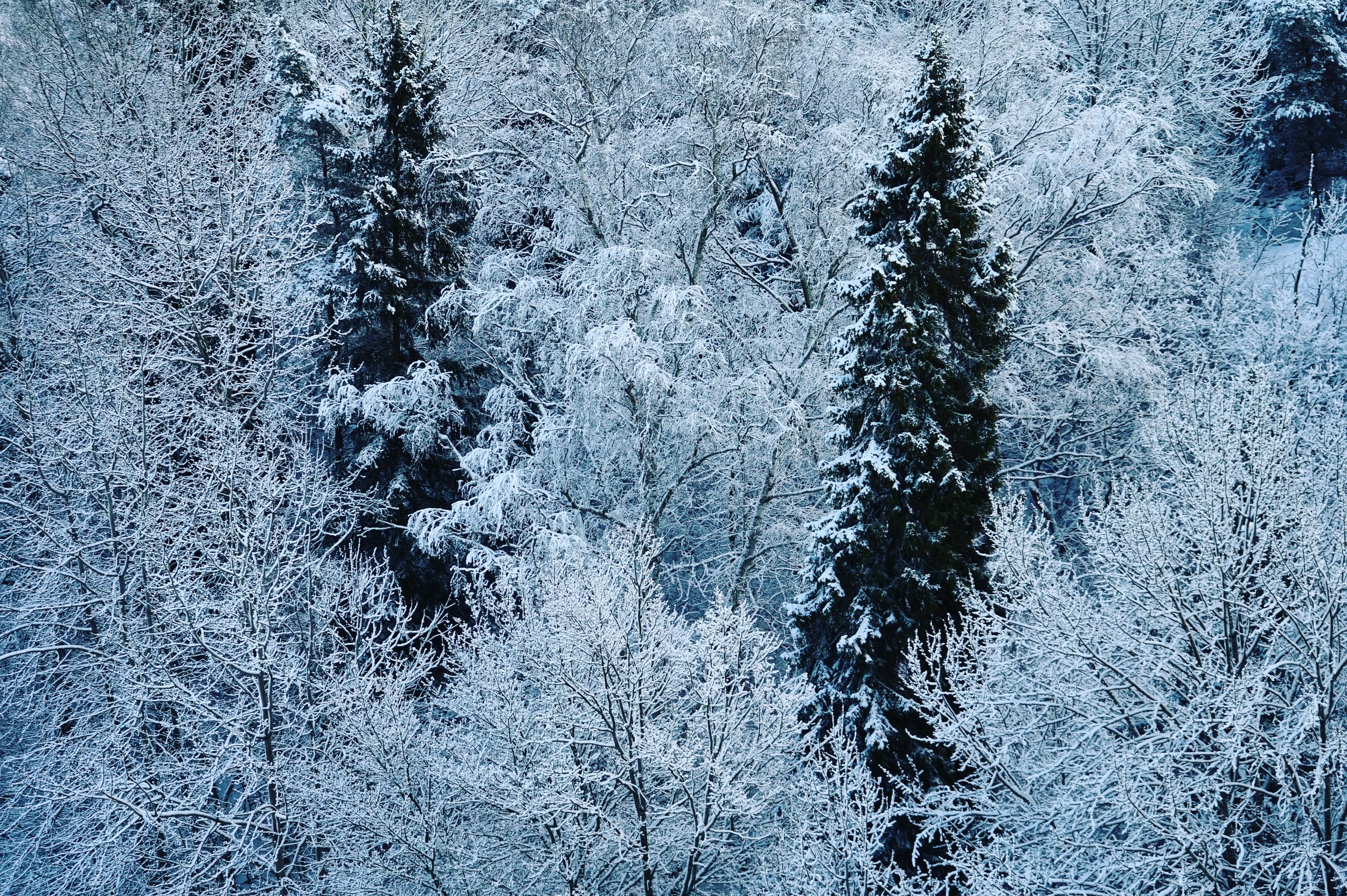 Snöiga träd.JPG