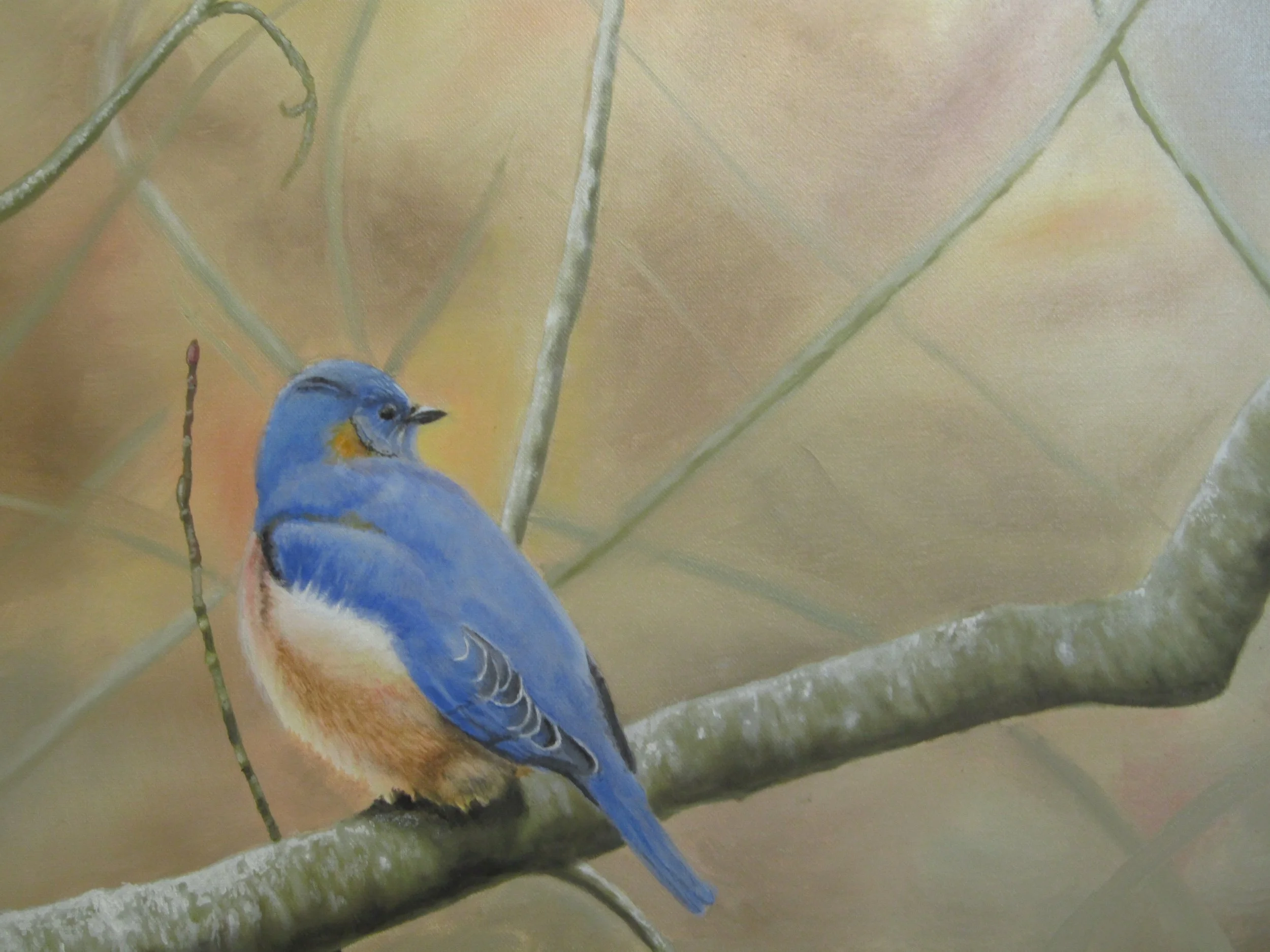 Blue Bird.JPG