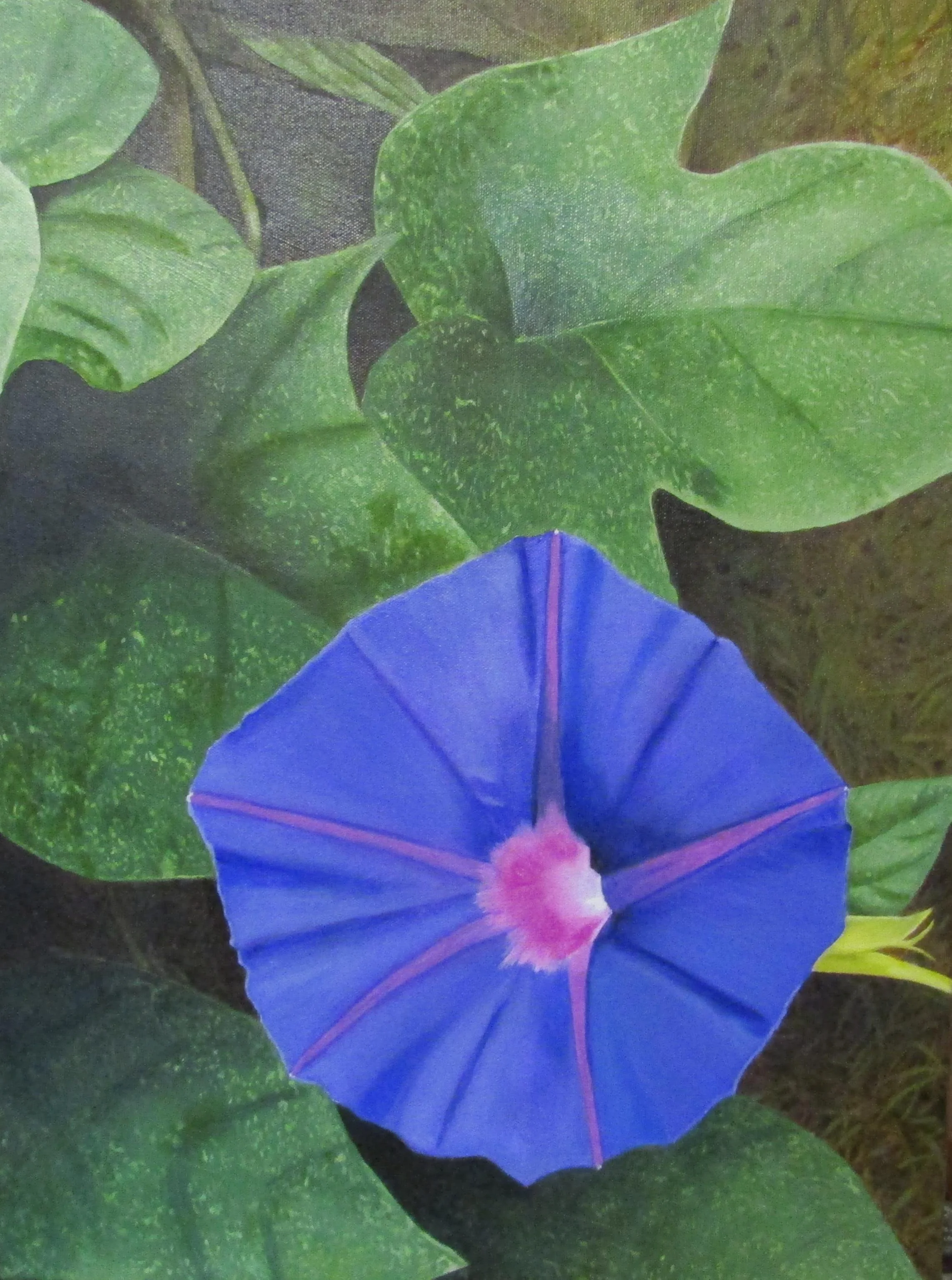 Morning Glory.JPG
