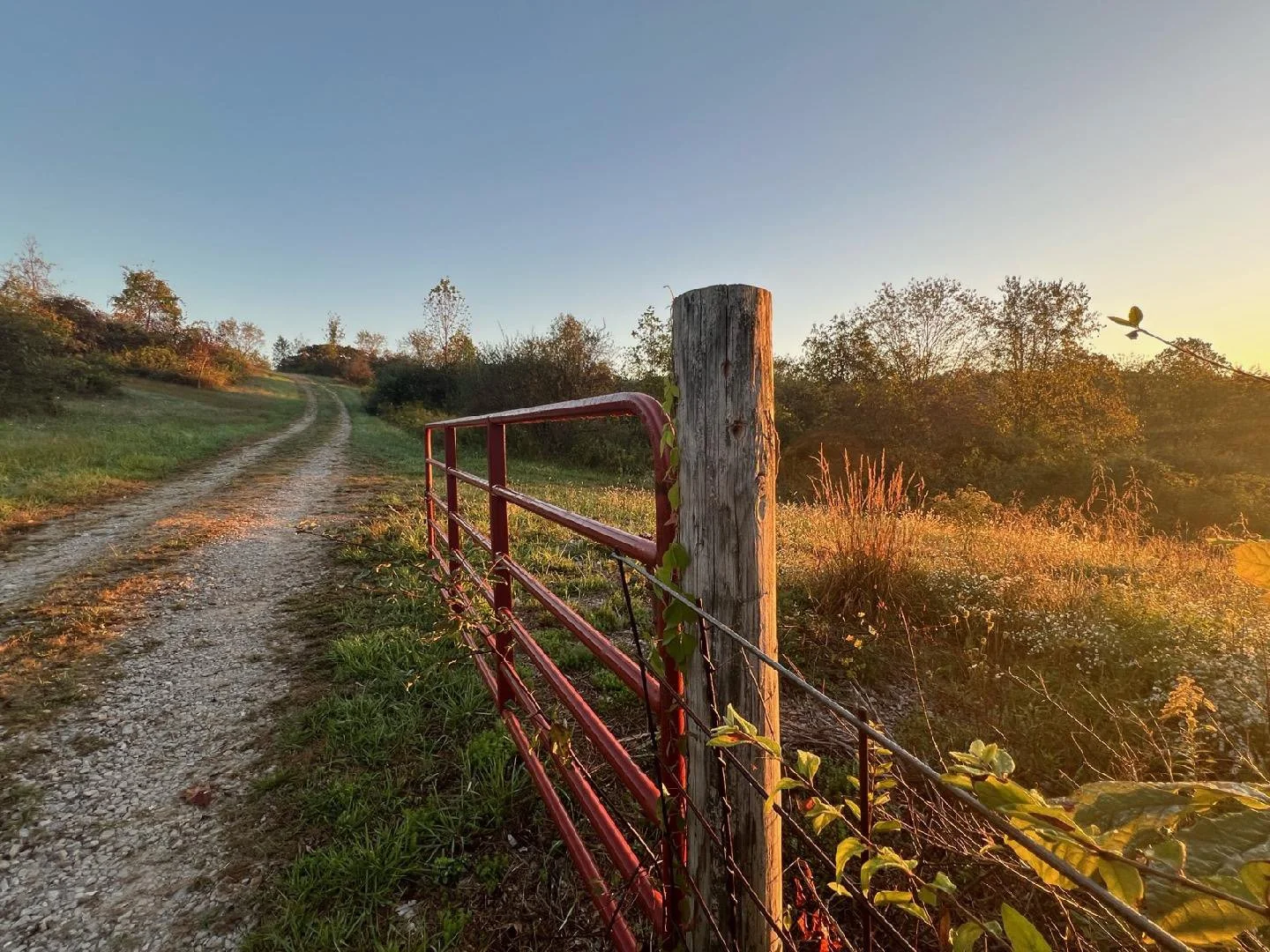 Fence road sunlight.jpg