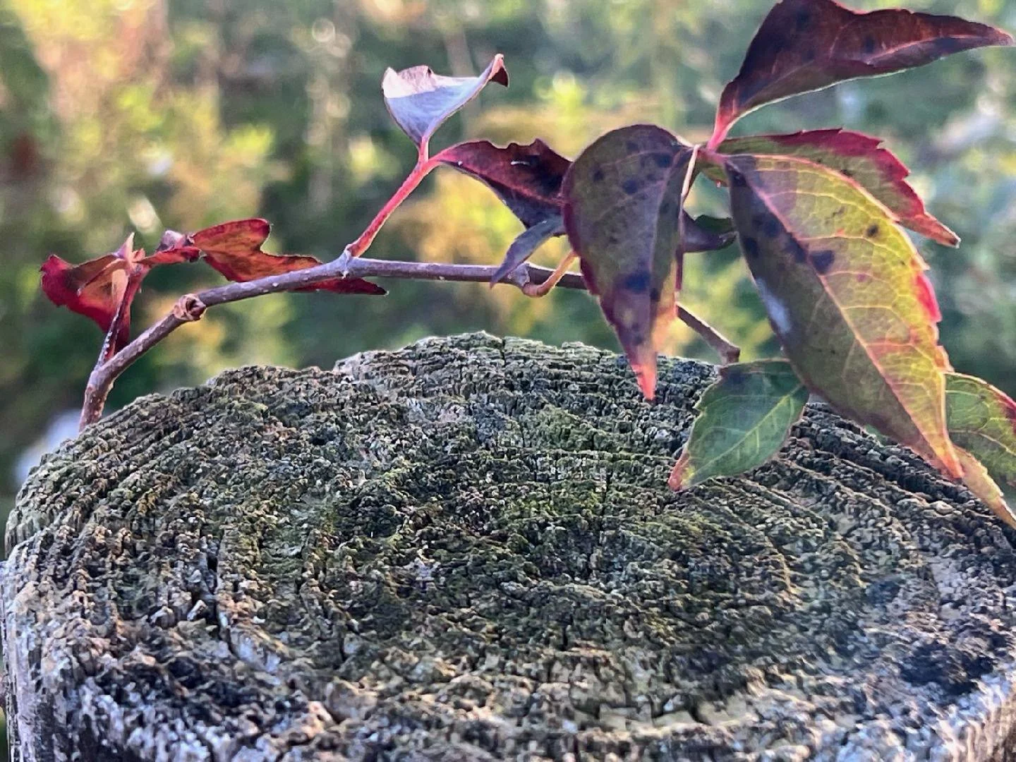 Leaves on round stump.jpg