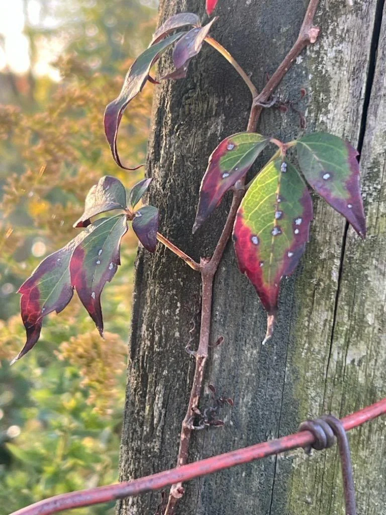 Leaves post and barb wire.jpg