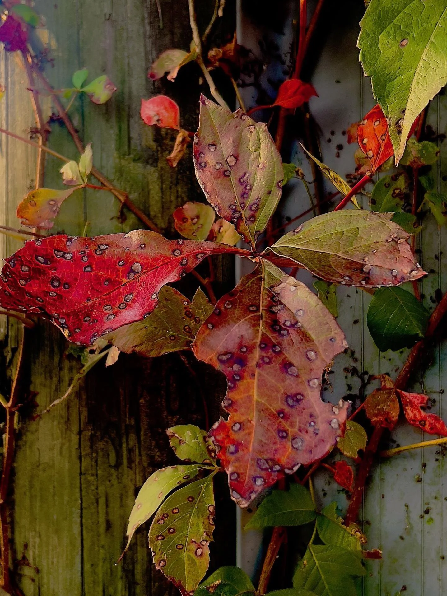 Leaves.jpg