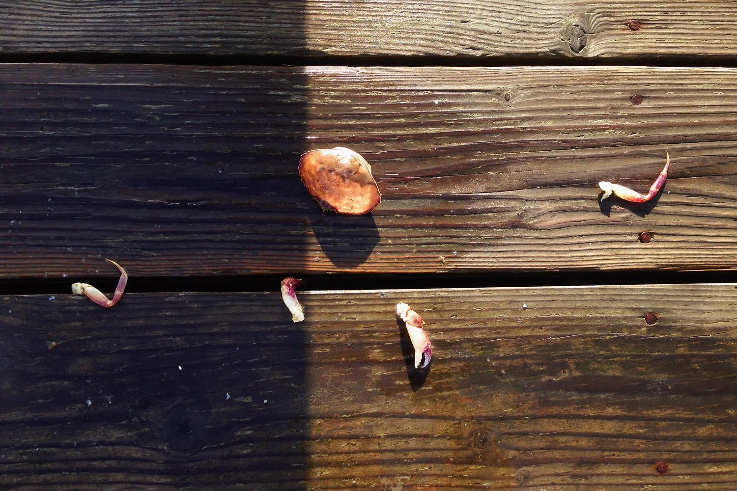 Unlucky Crab