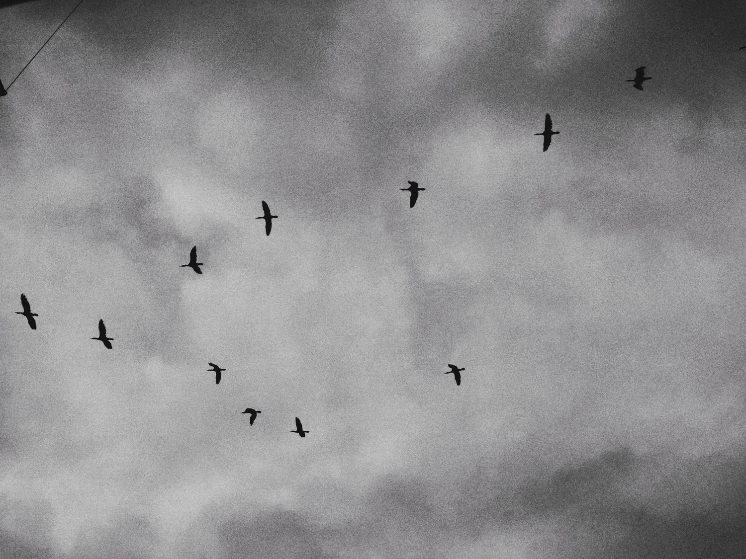 Geese Over Port Townsend