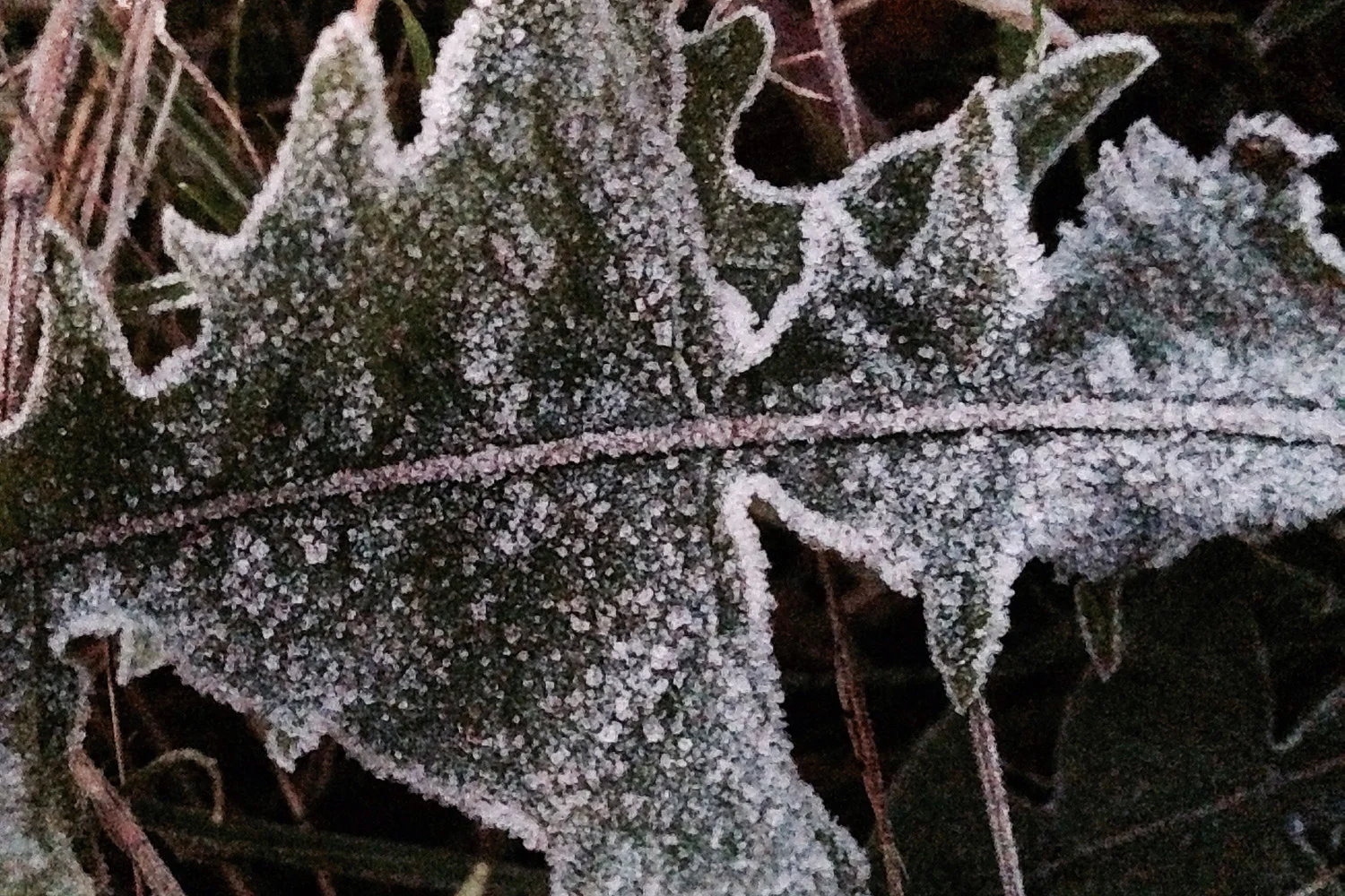 Frost