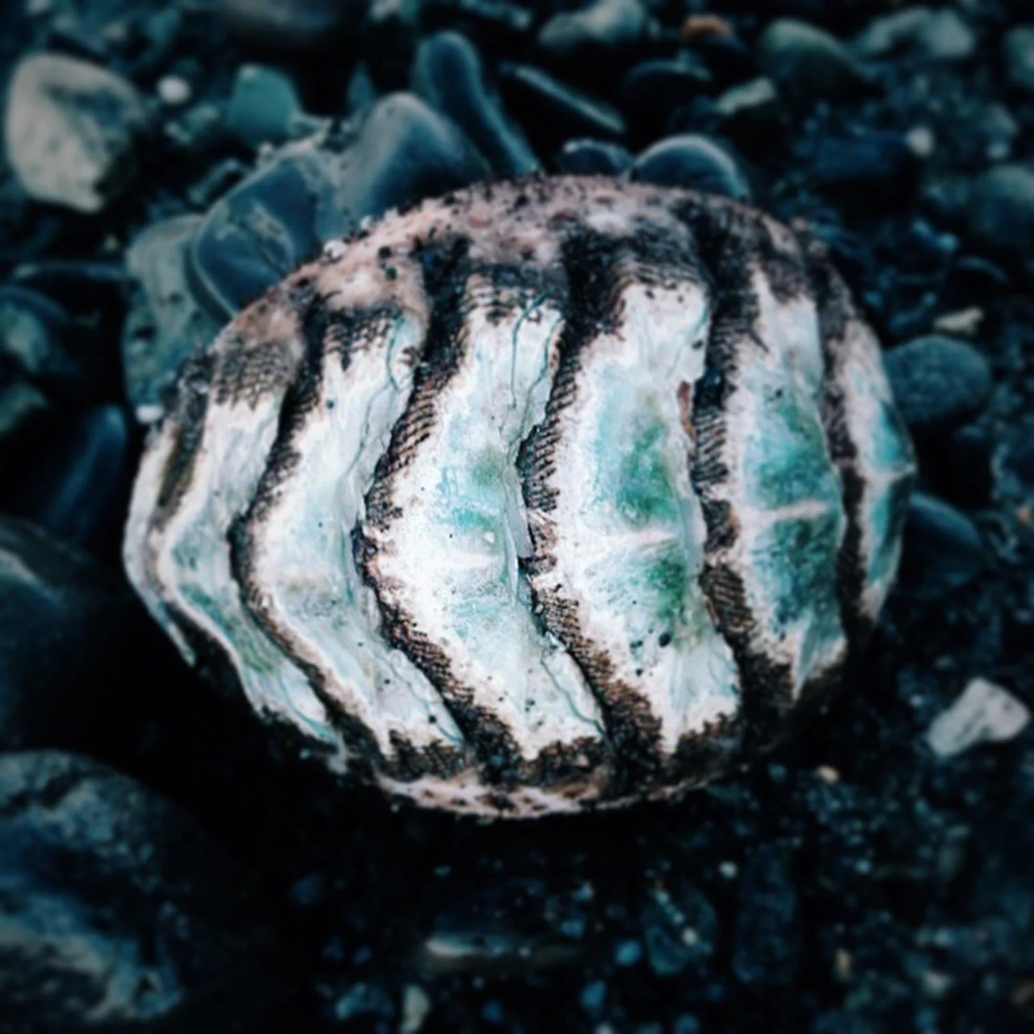 Beach Critter