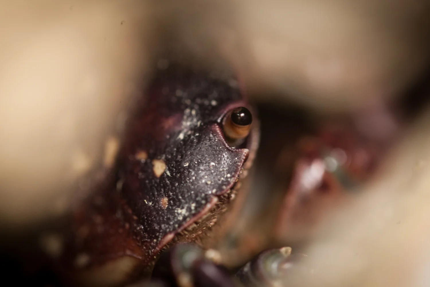 Small crab hiding away in the rocks on the shore of Port Alexander