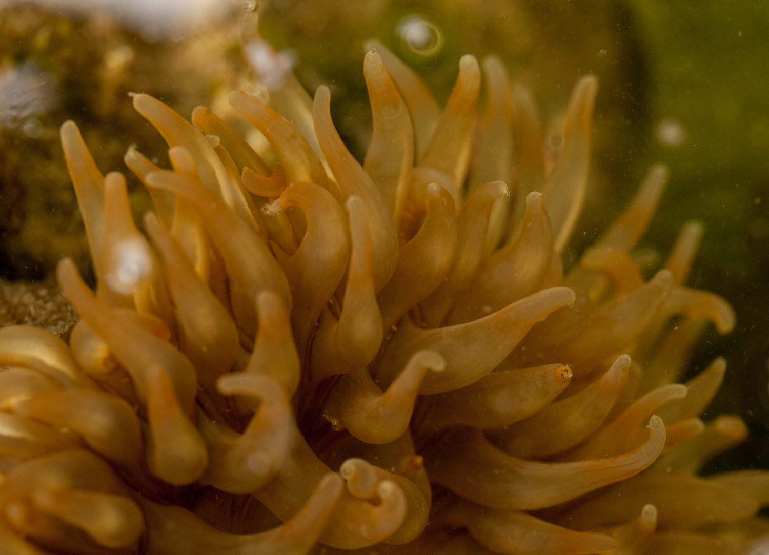 Sea anemone in the tide pools of Port Alexander 