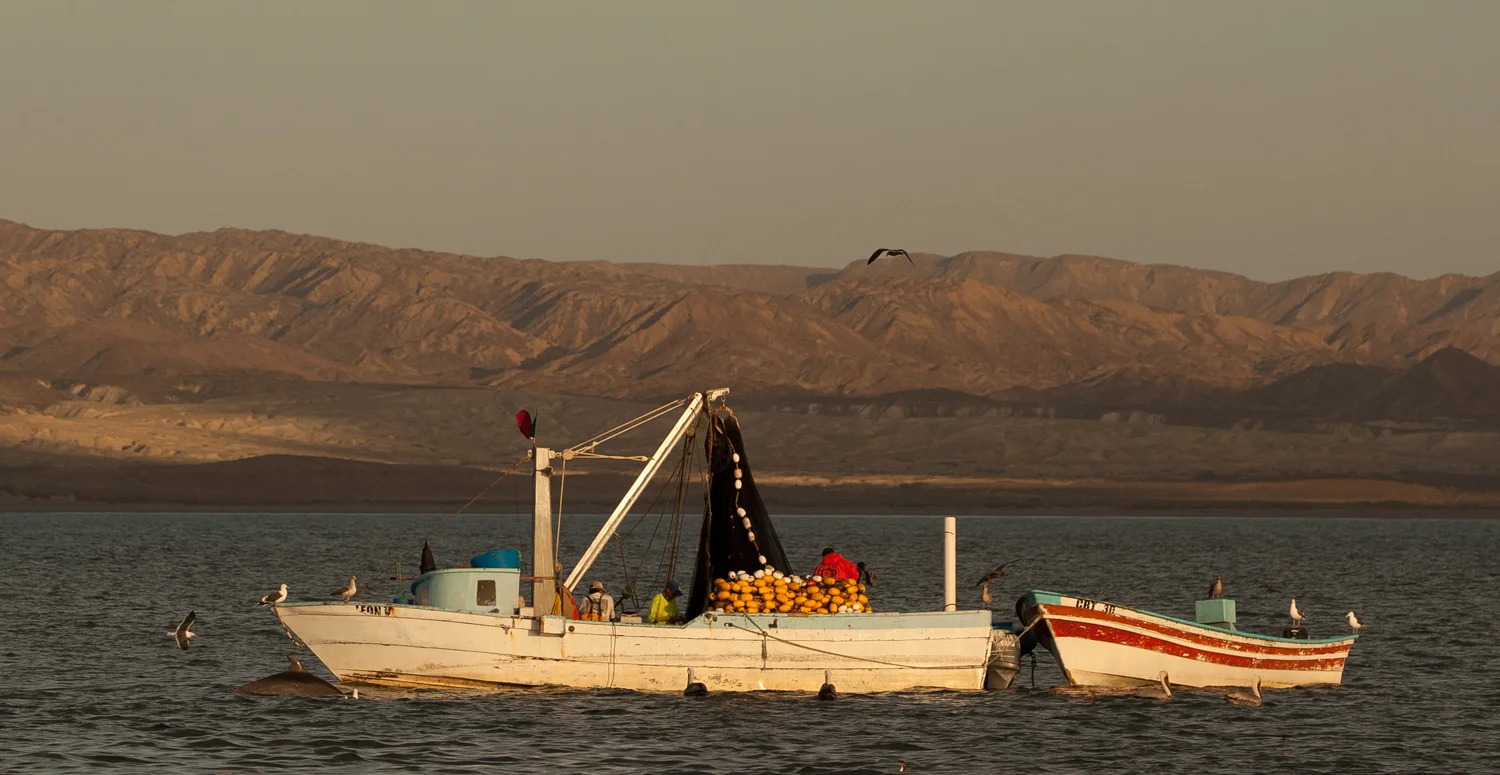 Sardine fishermen, with pelicans and a dolphin, in Bahia Tortuga, Baja, Mexico