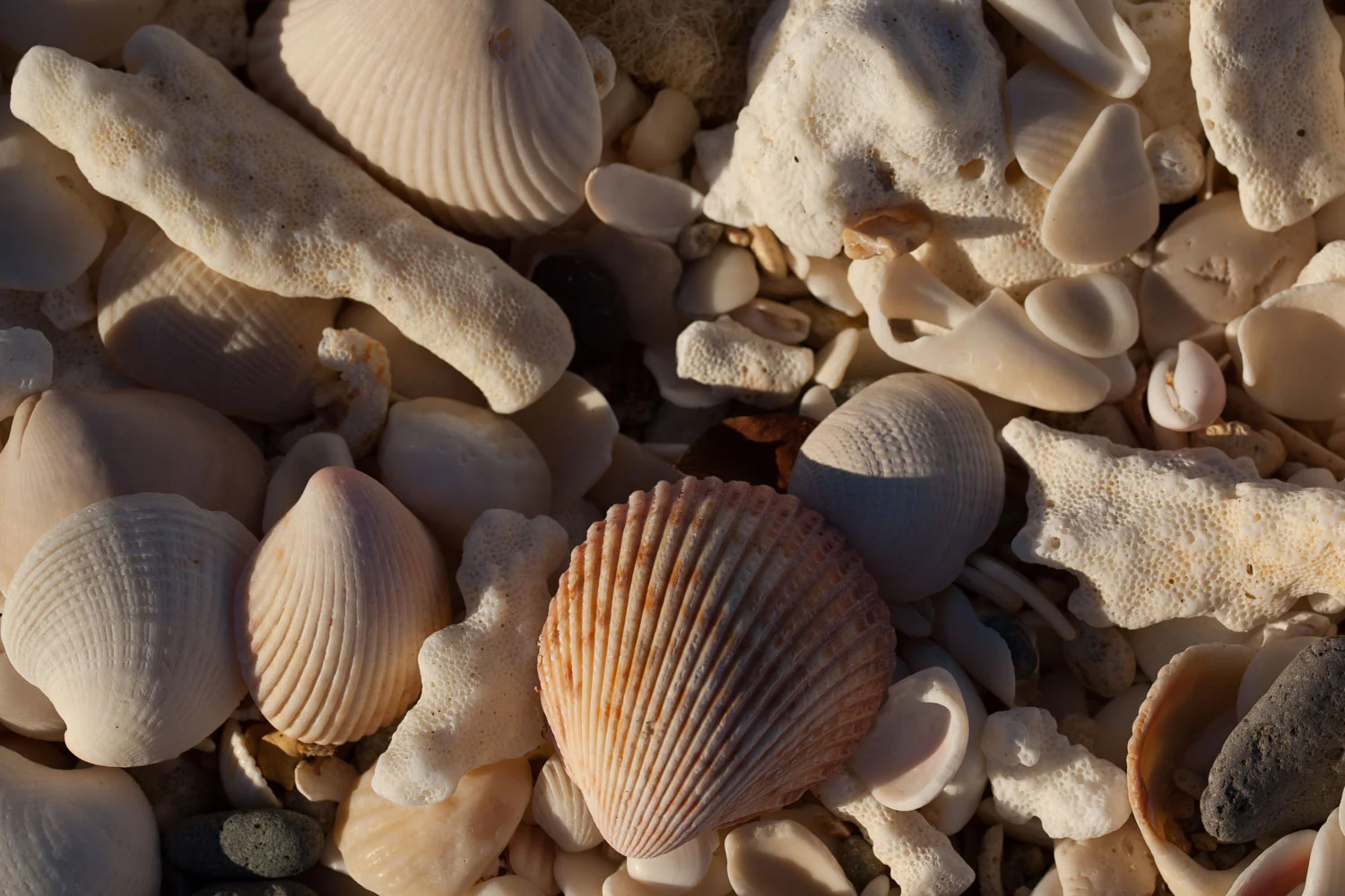 Playa Bonanza was pretty well covered with shells, bits of shells and bones of fish and birds.