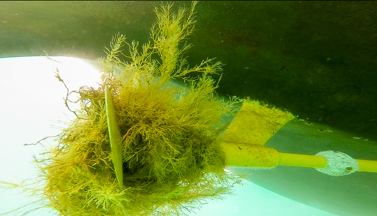 Lots of seaweed in the waters around Kyushu. We’ve cleared the prop 4 times so far, twice jumping overboard and twice from the dock. It’s a challenge to miss the patches of seaweed, they seem to be floating everywhere.