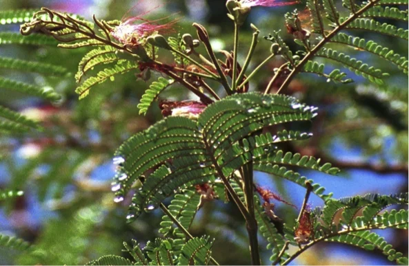 Serianthesflower.jpg