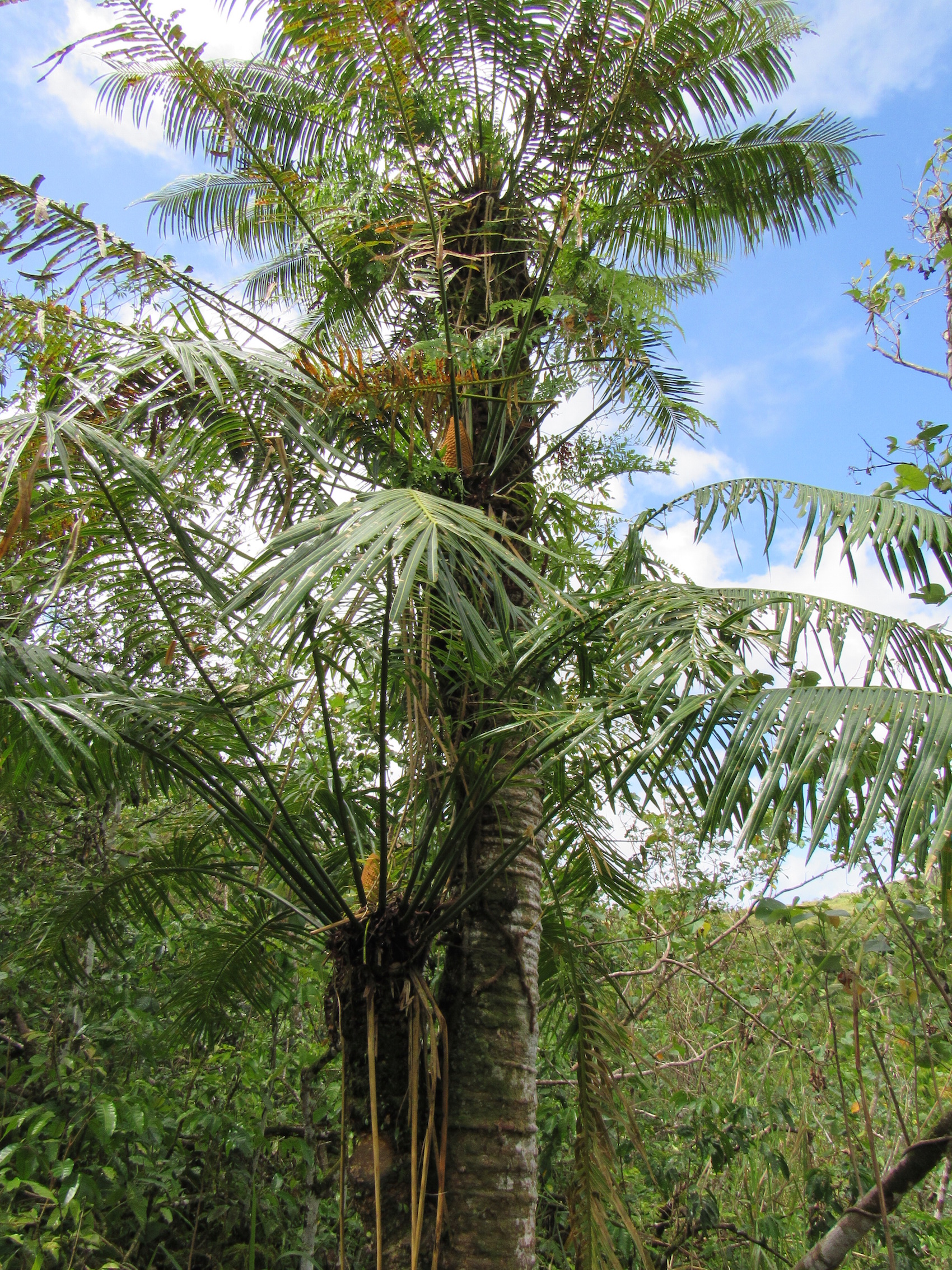 Cycas