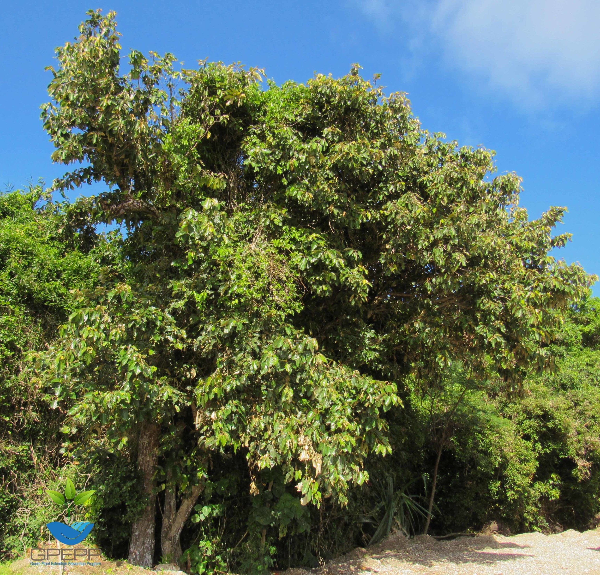 Heritiera longipetiolata