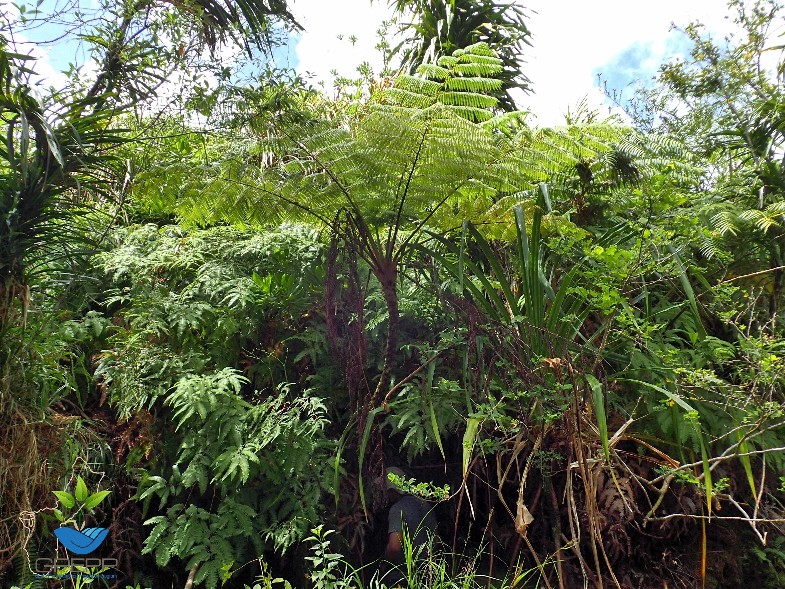 Cyathea lunulata