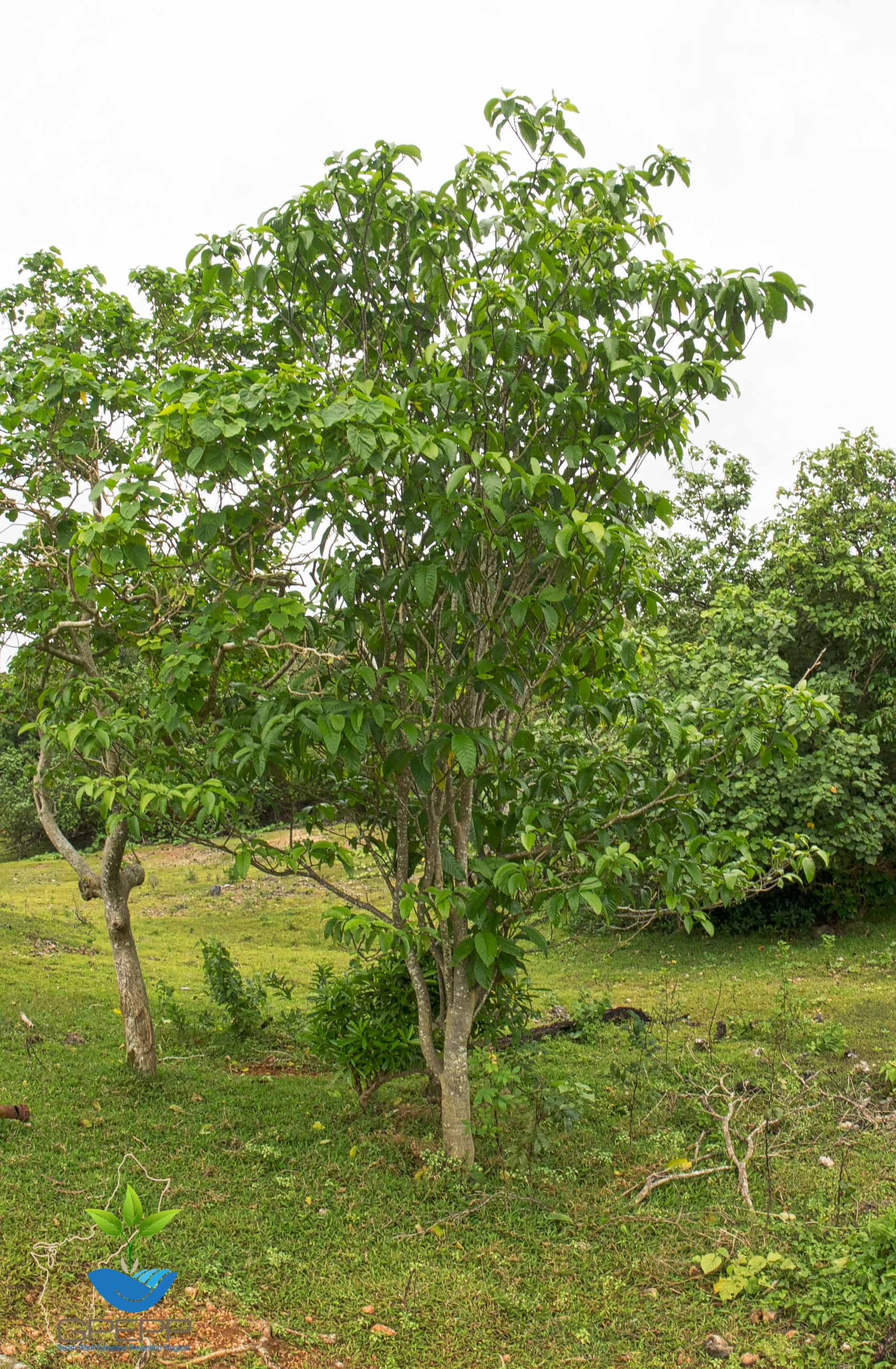 Tabernaemontana rotensis
