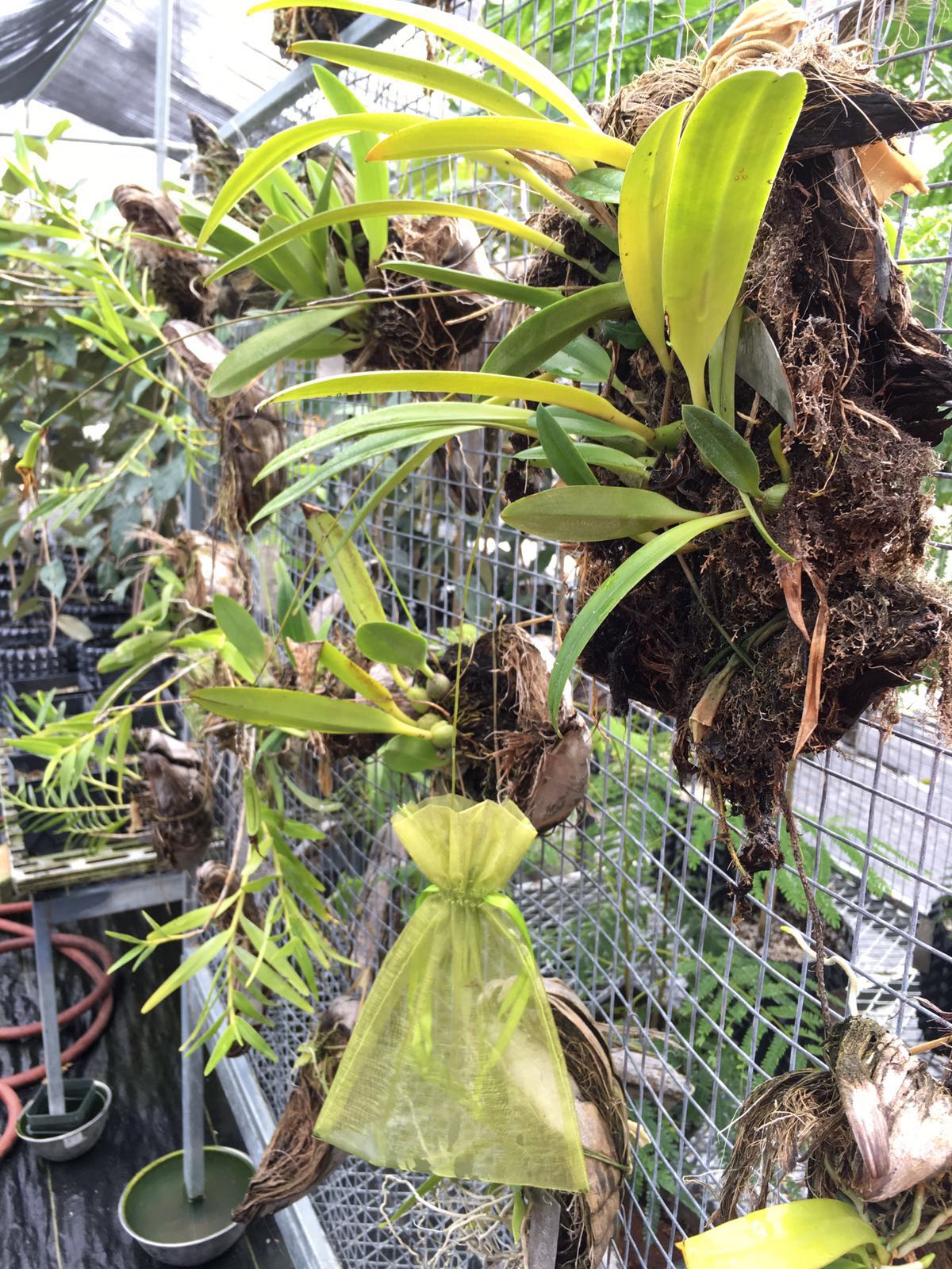 Bulbophyllum guamense along with its seed pod being carefully monitored in the nursery