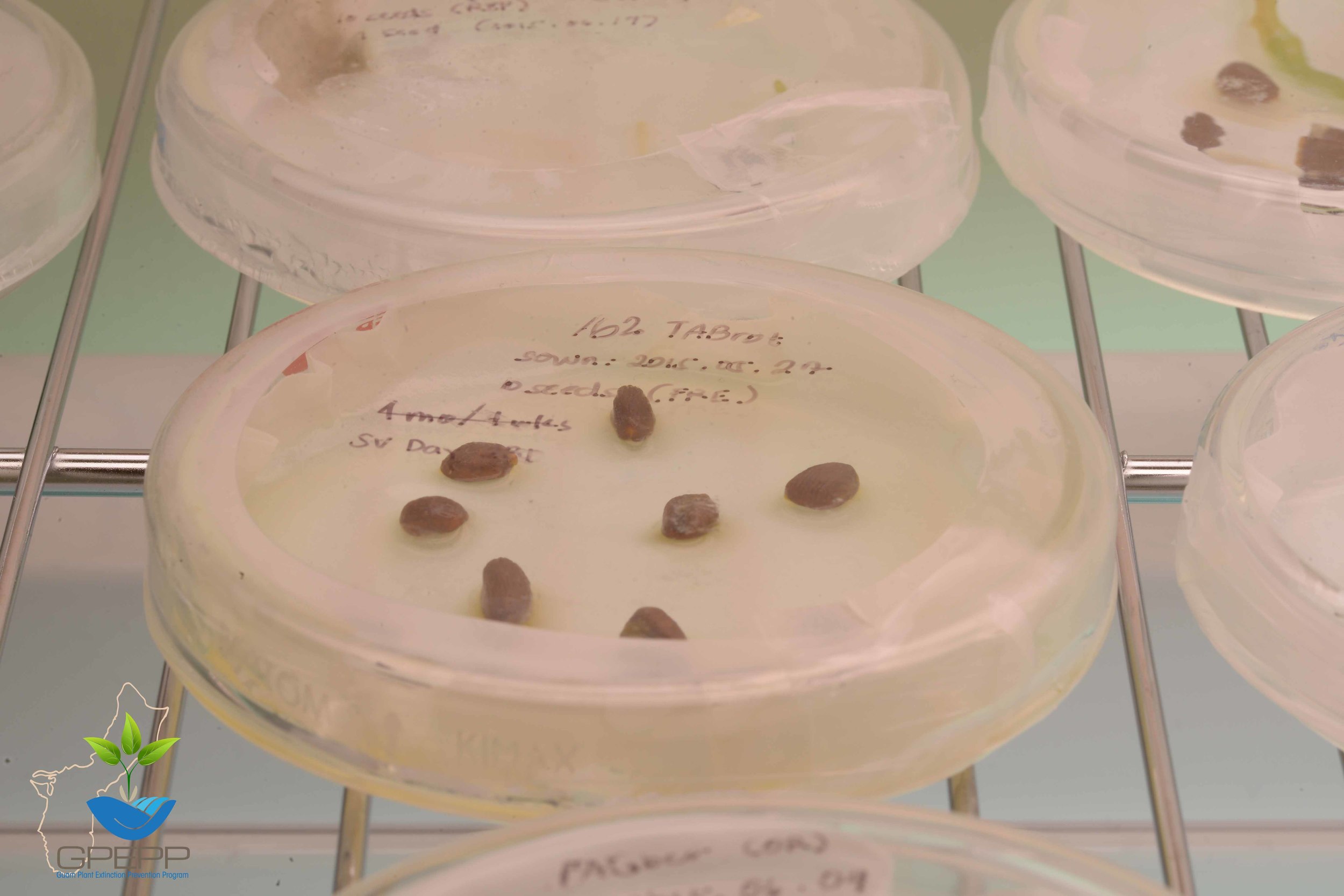 Tabernaemontana rotensis seed viability test
