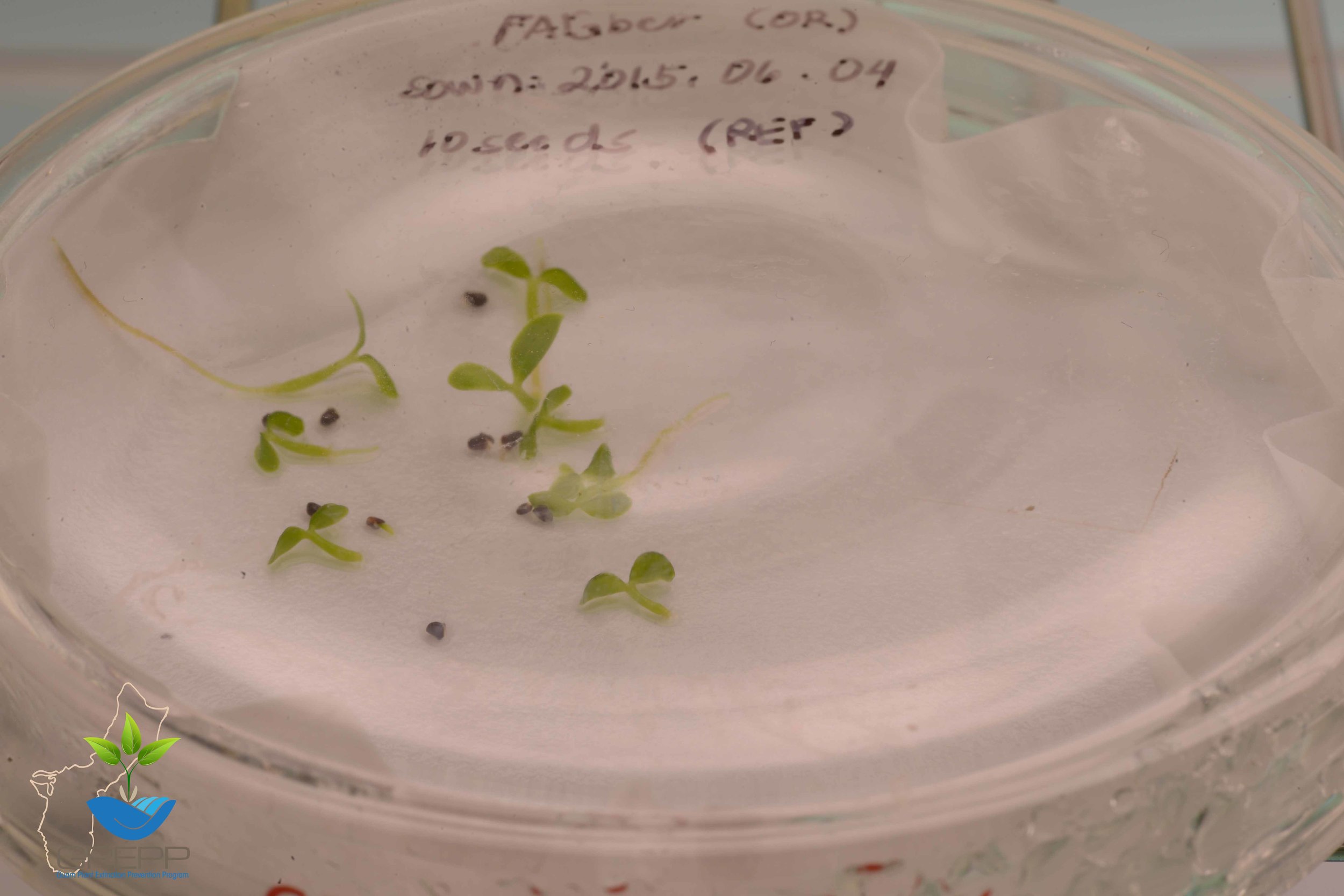 Fragraea berteriana var. ladronica seed viability test