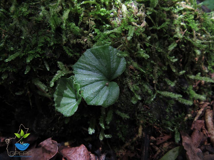 Nervilia jacksoniae