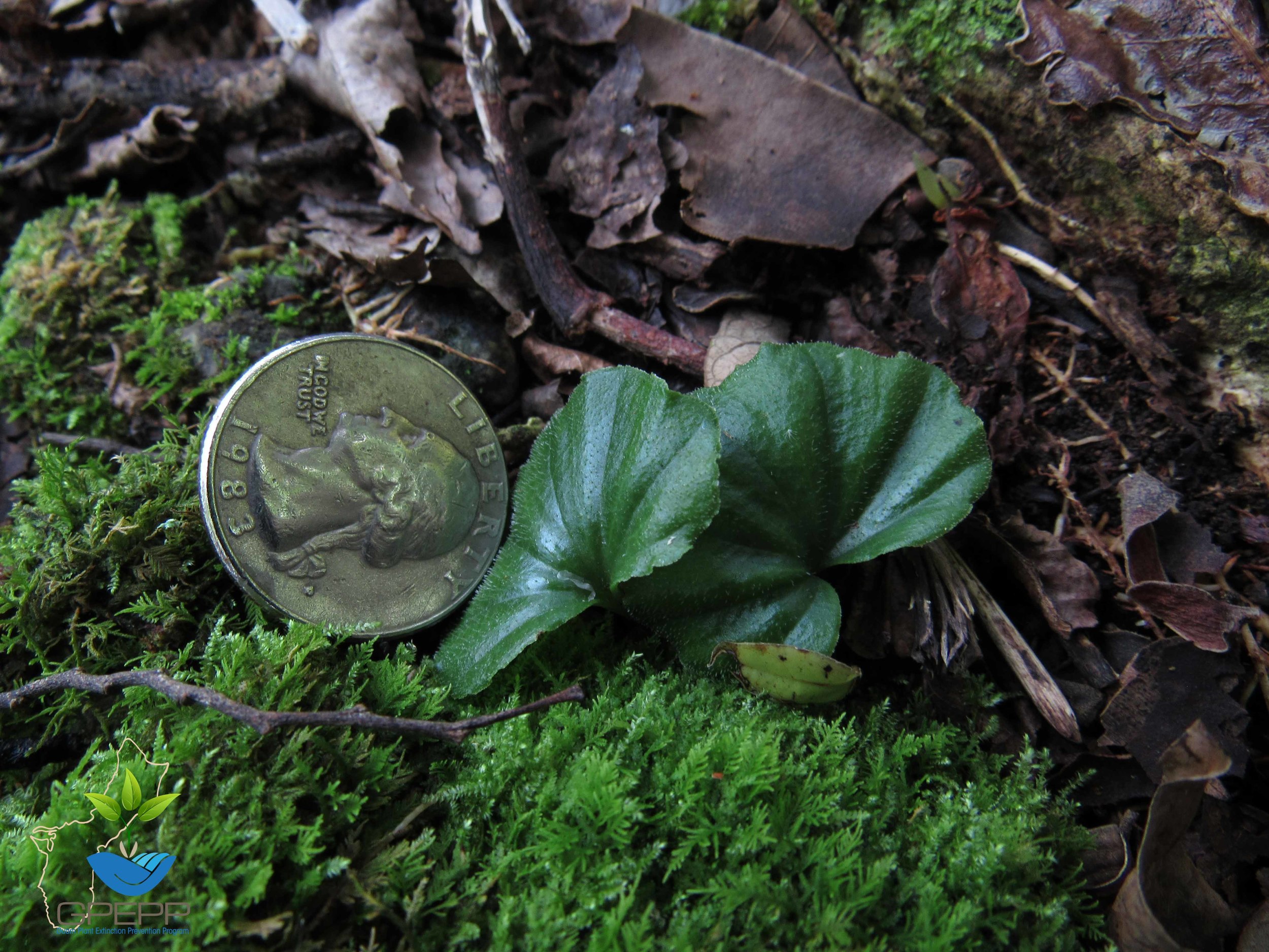 Leaves showing scale