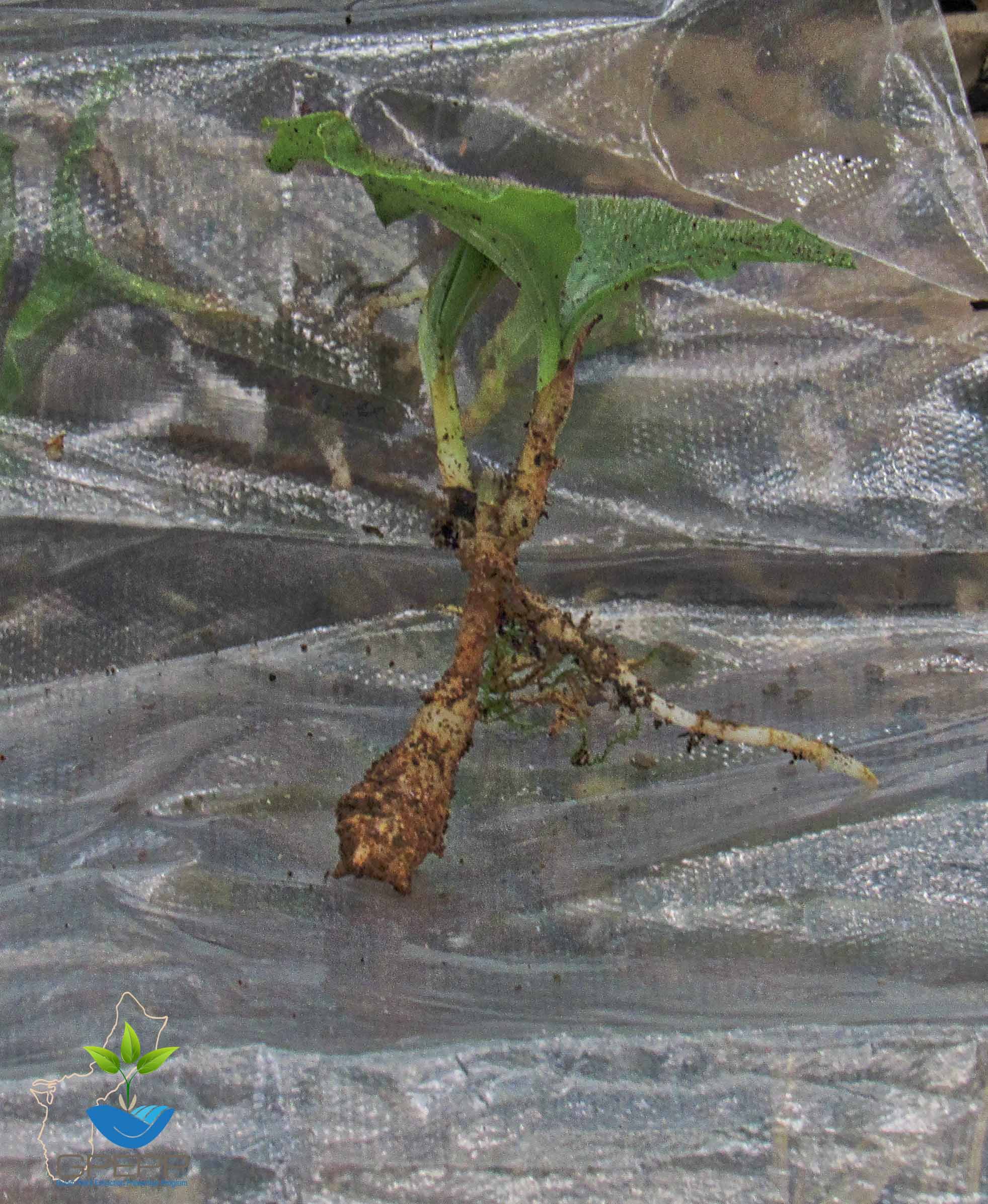 Leaf with tuber