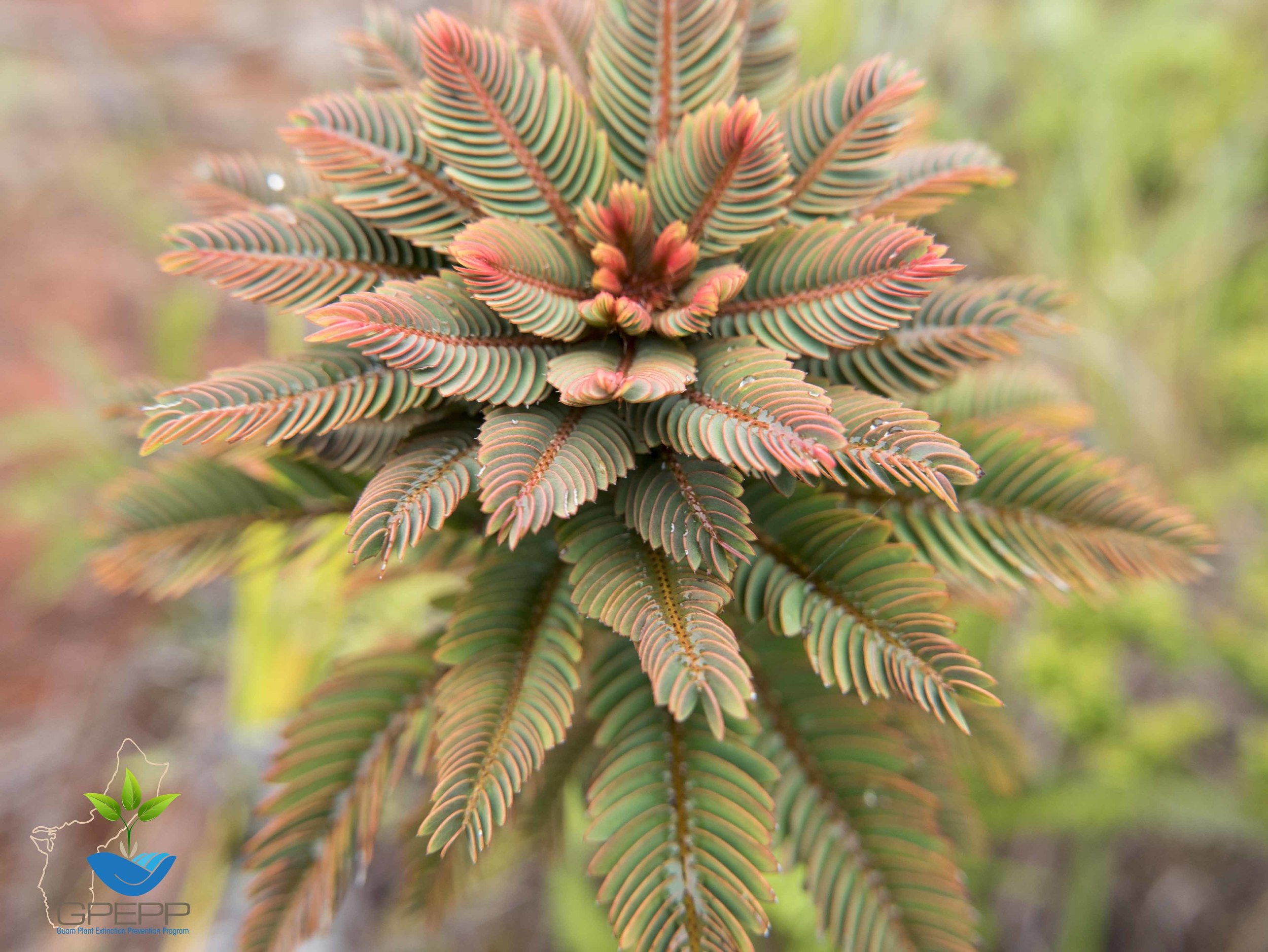 Phyllanthus saffordii