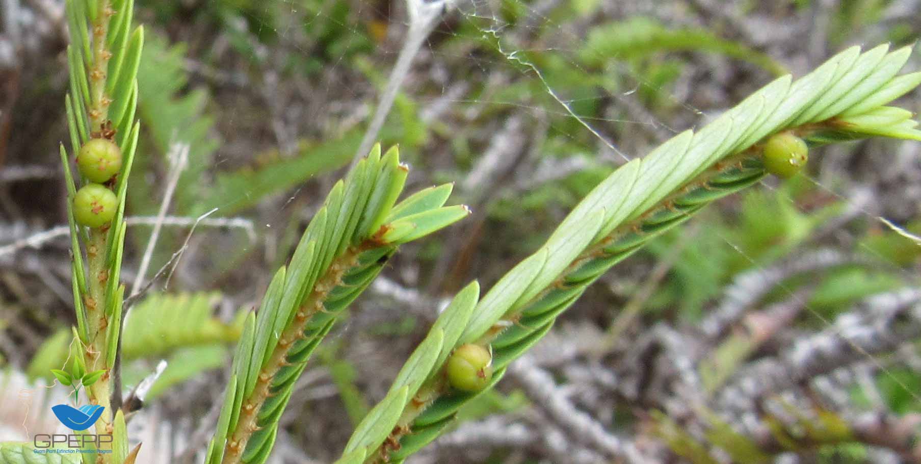 Fruit