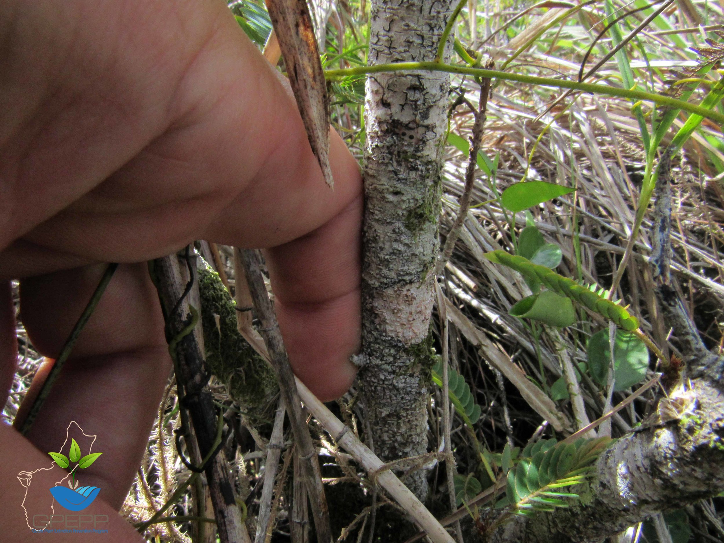 Mature Stem