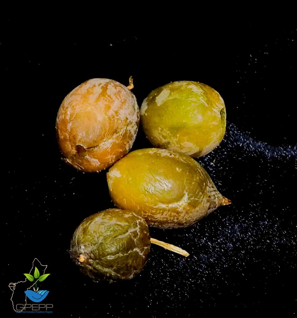 Mature fruit