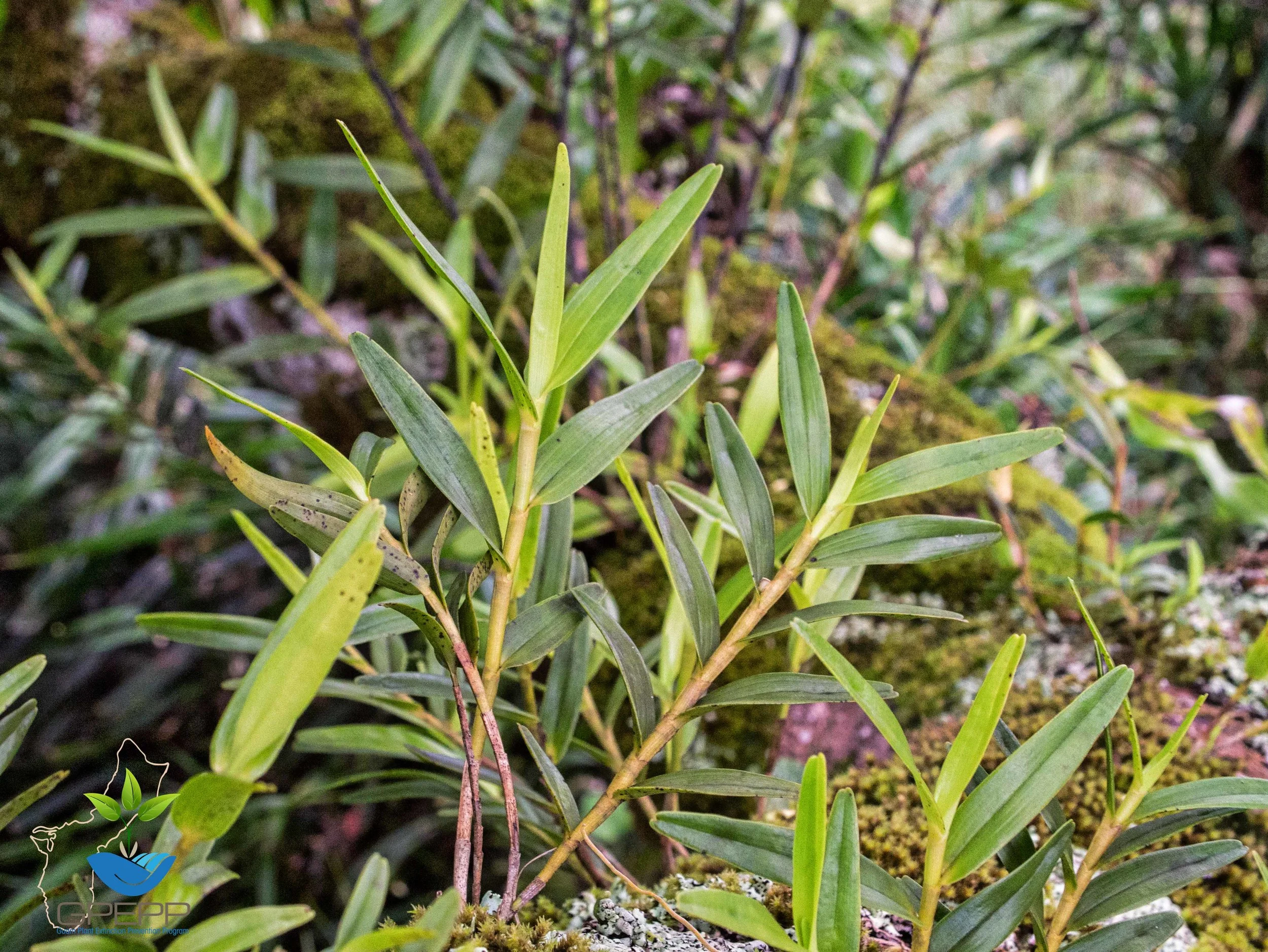Habitat