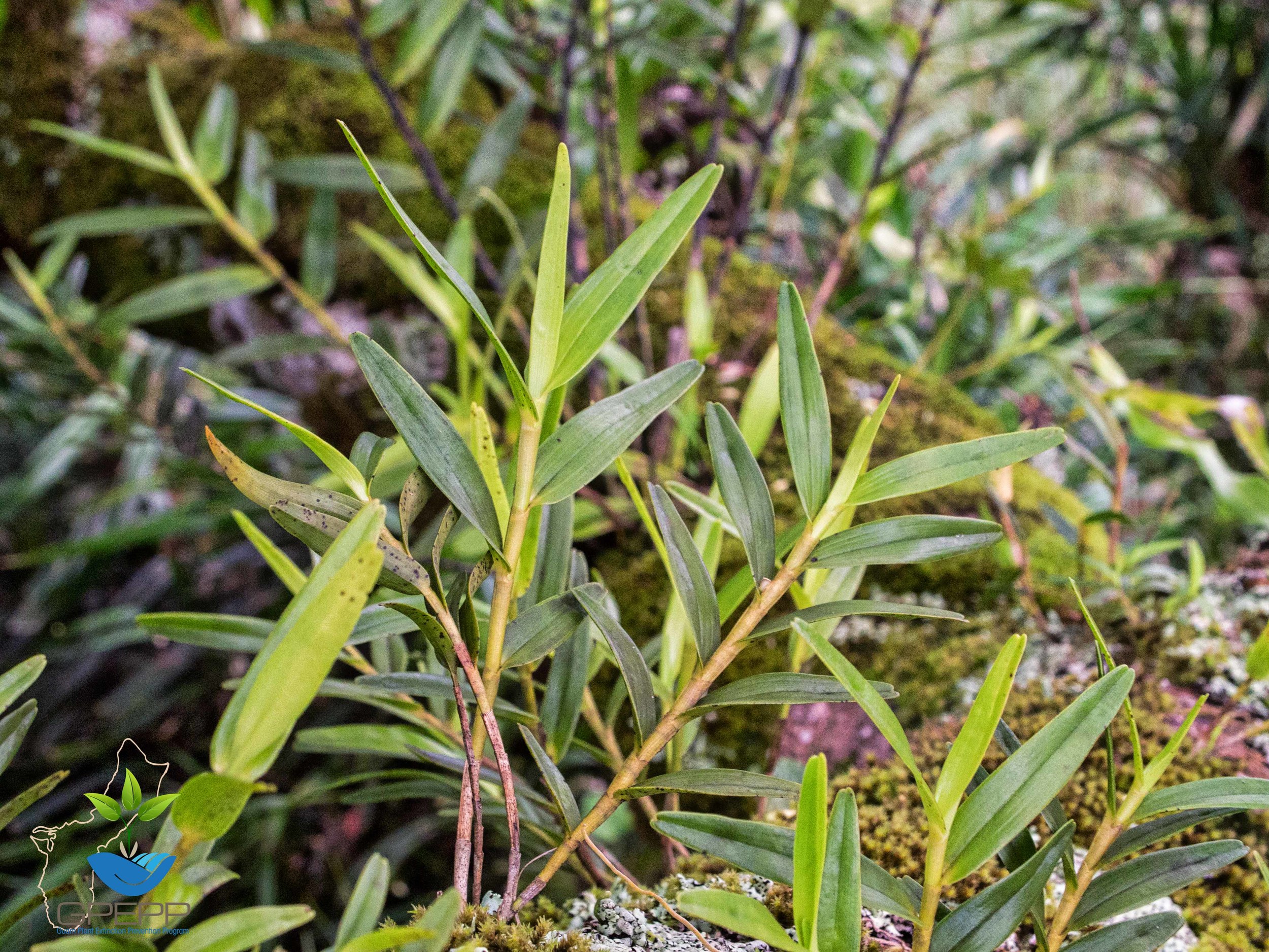Dendrobium guamense