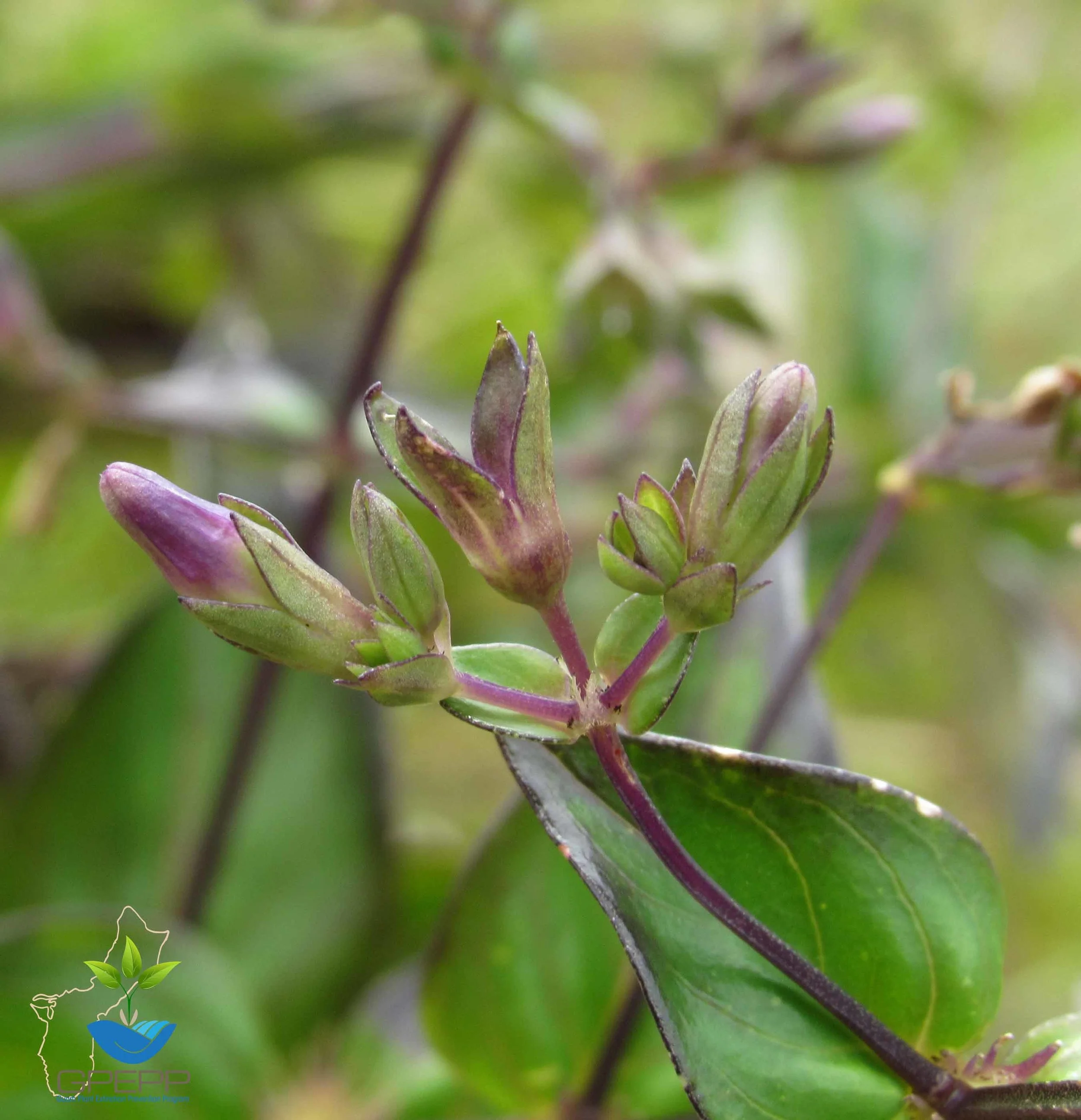 Flower buds