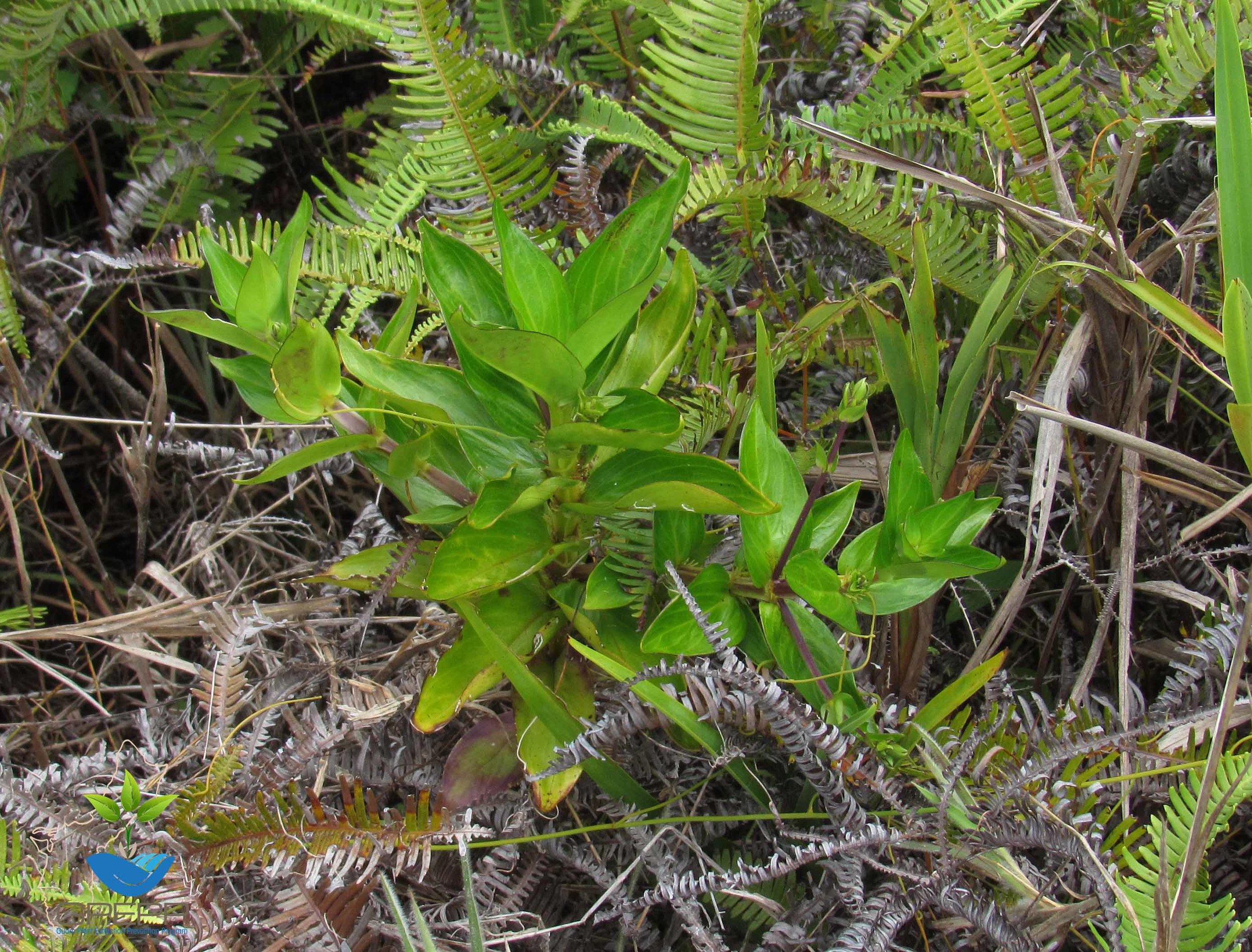 Hedyotis megalantha