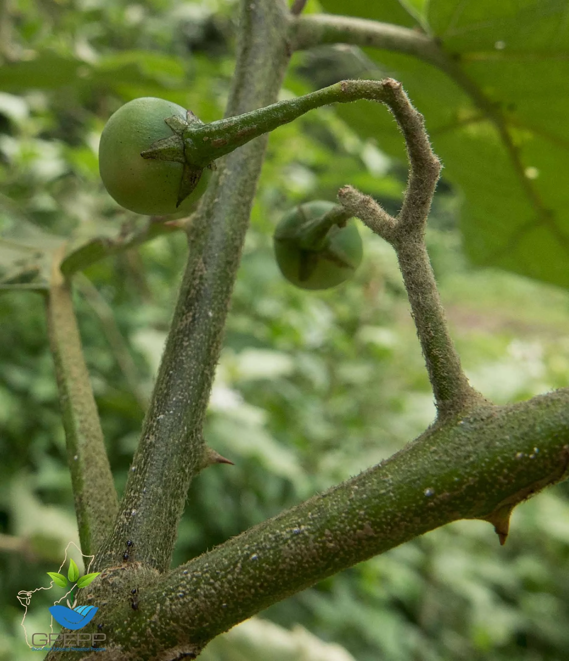 Immature fruit