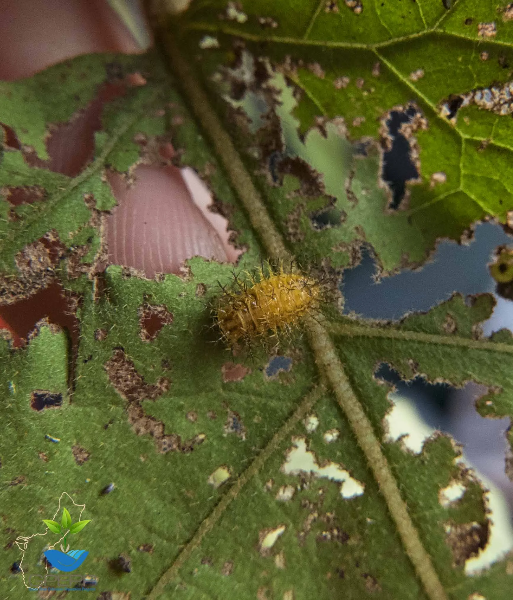 Japanese lady beetle