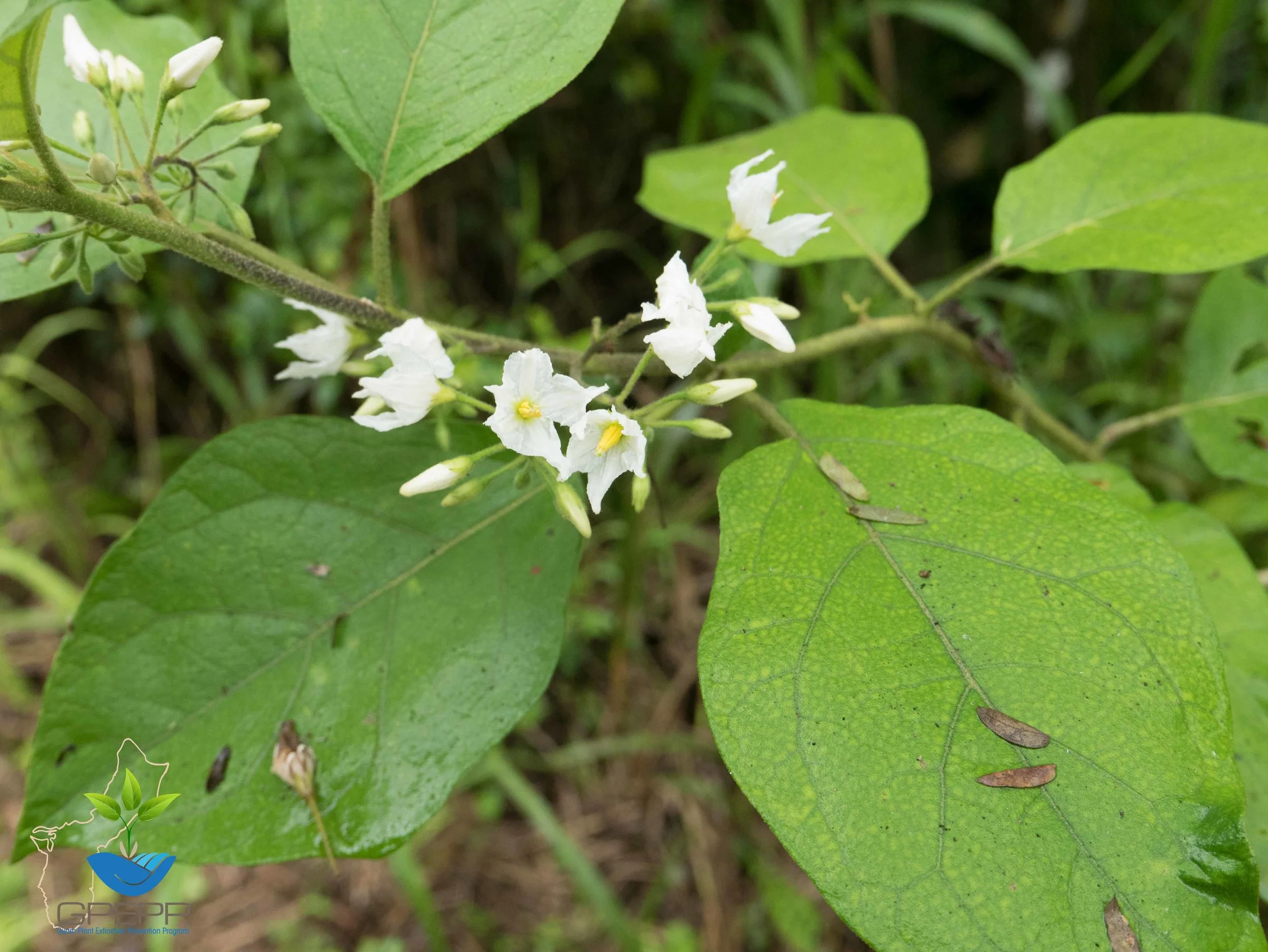 Flowers and buds