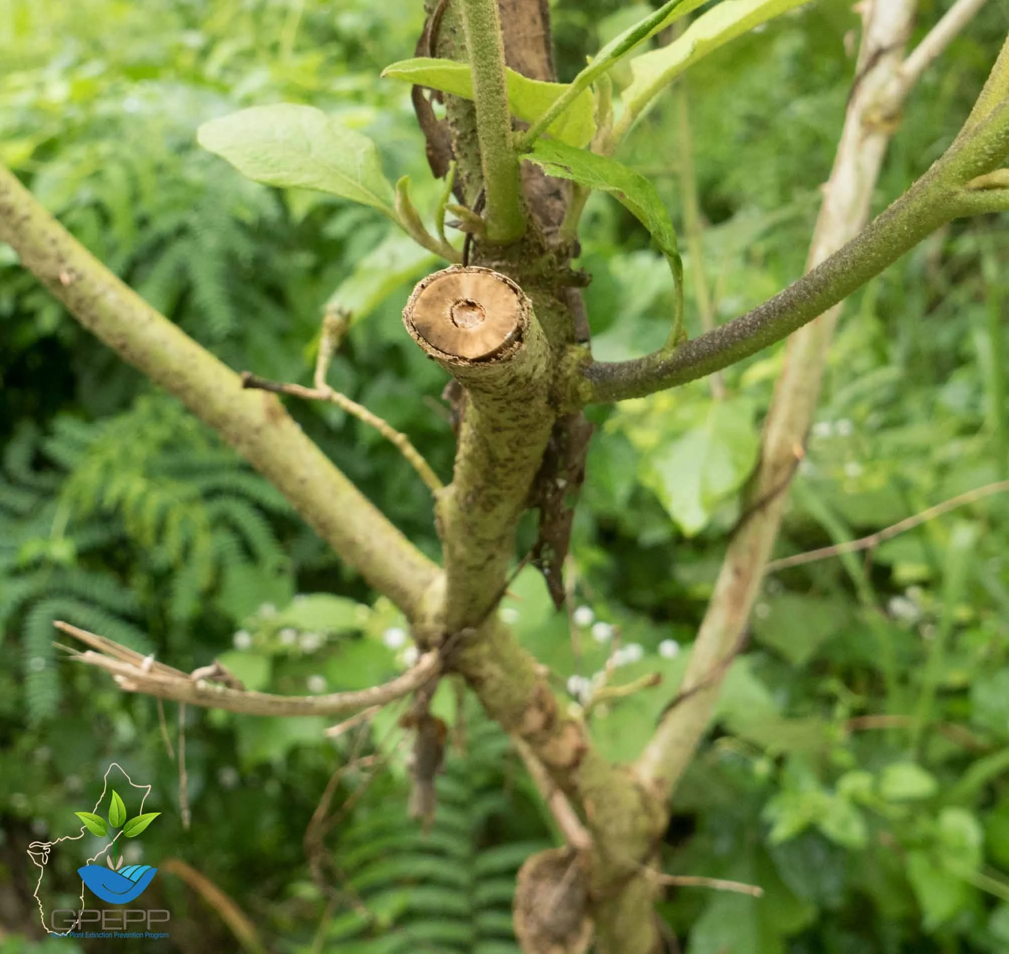 Stem