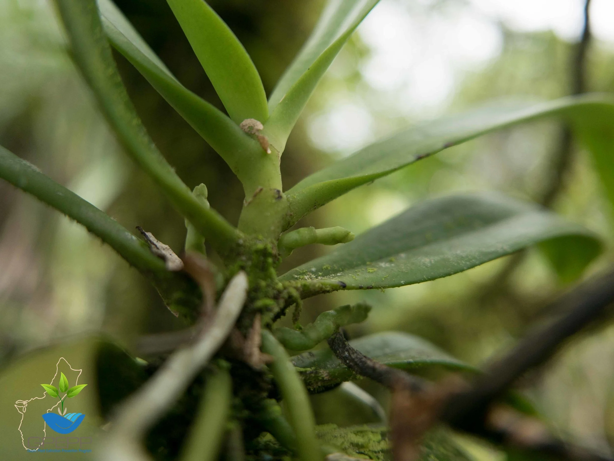Monopodial growth and buds