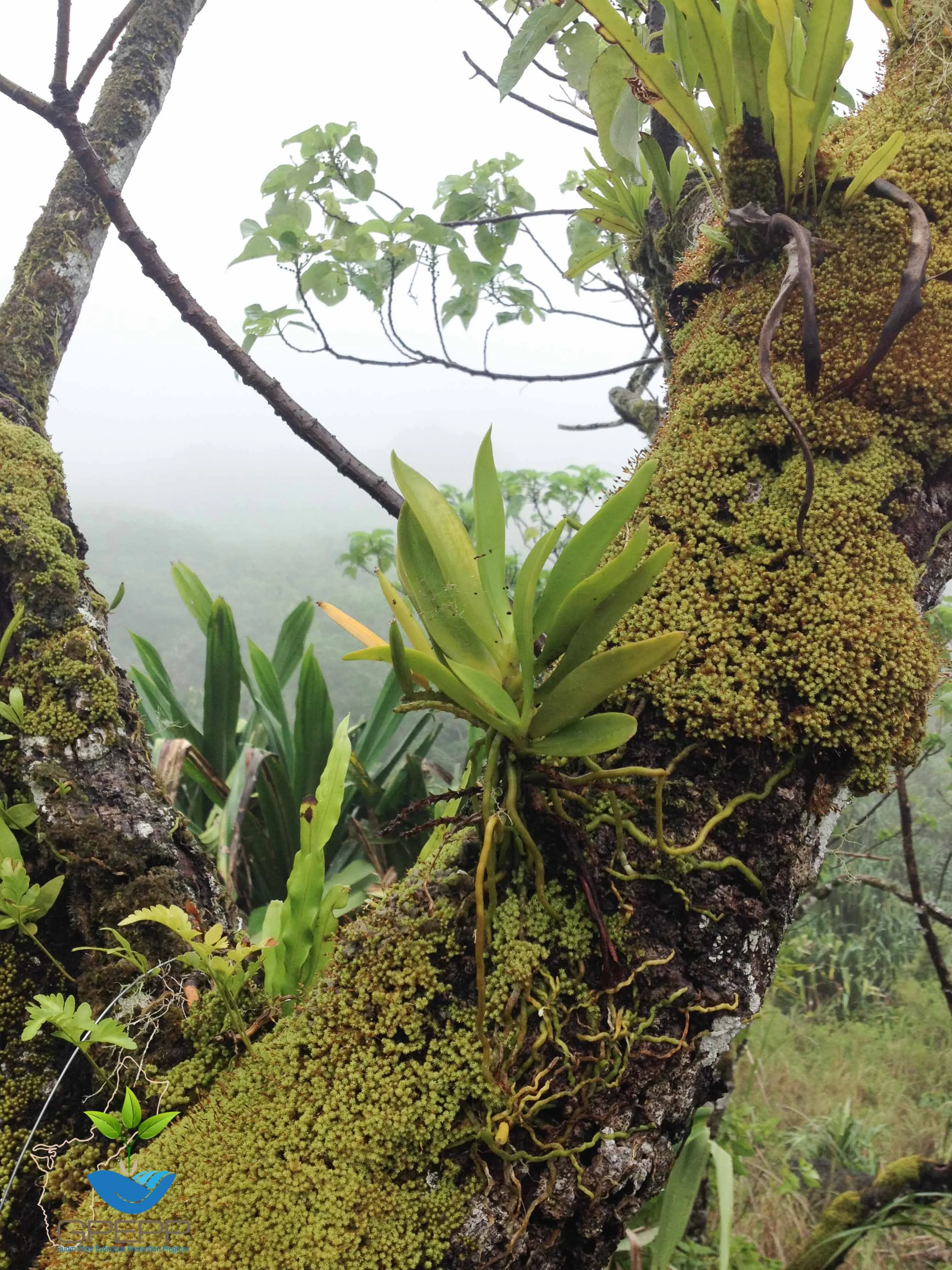 Habitat