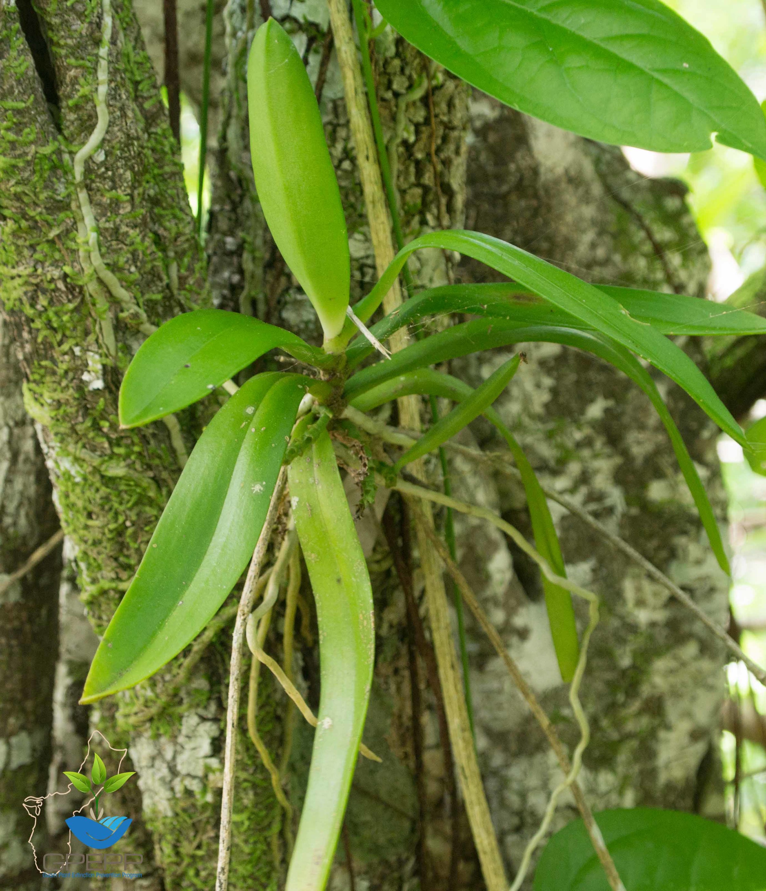 Tuberolabium guamense