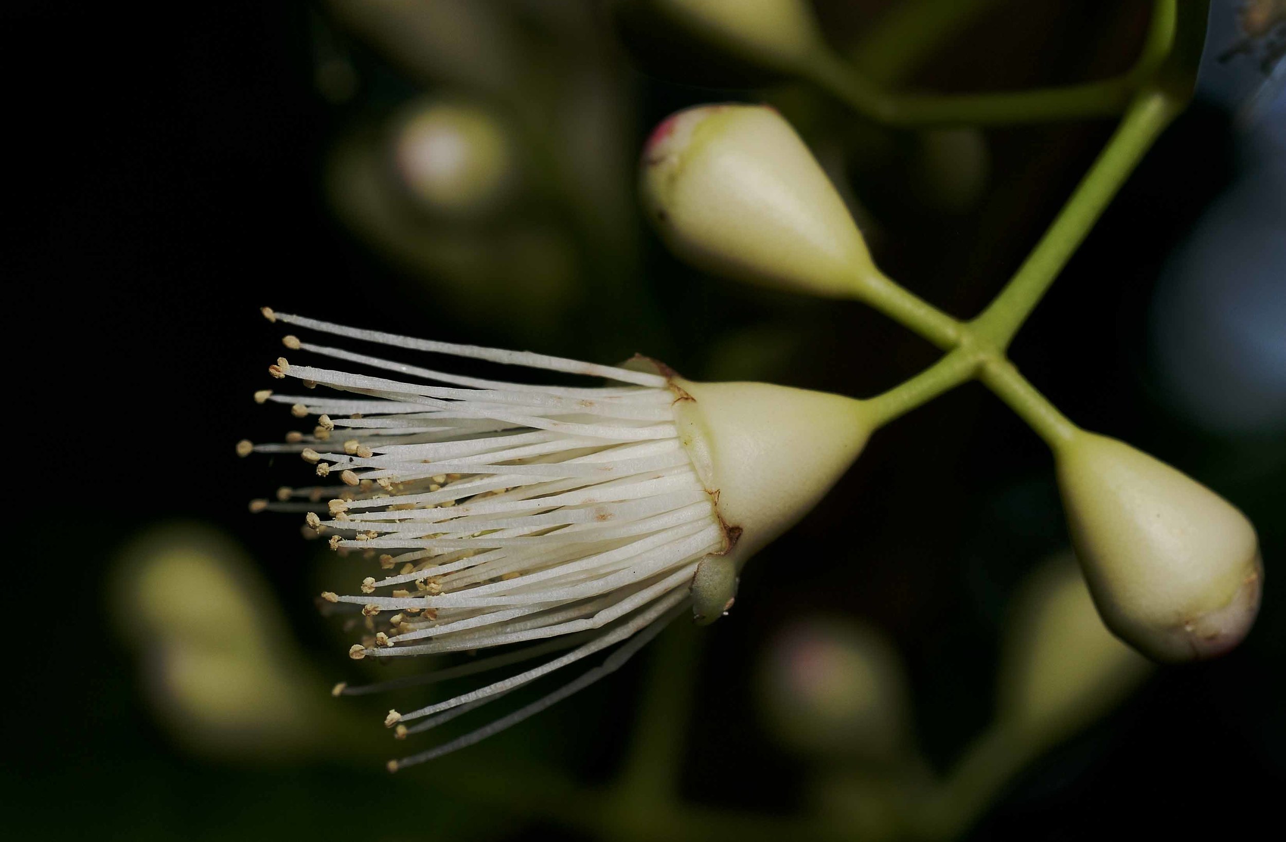 Eugenia_thompsinii 005.jpg